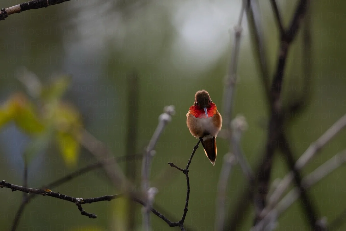 Some before and after editing comparisons of this Rufous Hummingbird (Selasphorus rufus).
&bull;
These little beauties are super quick, territorial, and loud. They&rsquo;ll chase eachother around the yard and you can feel the vibration of their wings