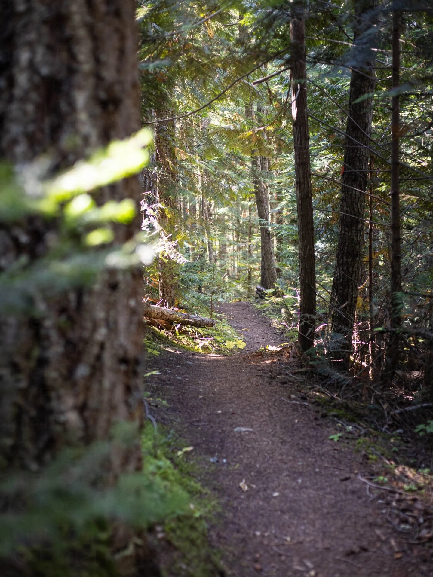 🌿Little moments on Robson Meadows Trail. 🌲

A beautifully clear autumn day allowed for pristine views of Mount Robson.
But you&rsquo;ve probably seen that, alot.

🏔️Robson Meadows Trail starts right at the visitor centre and takes you to the top o