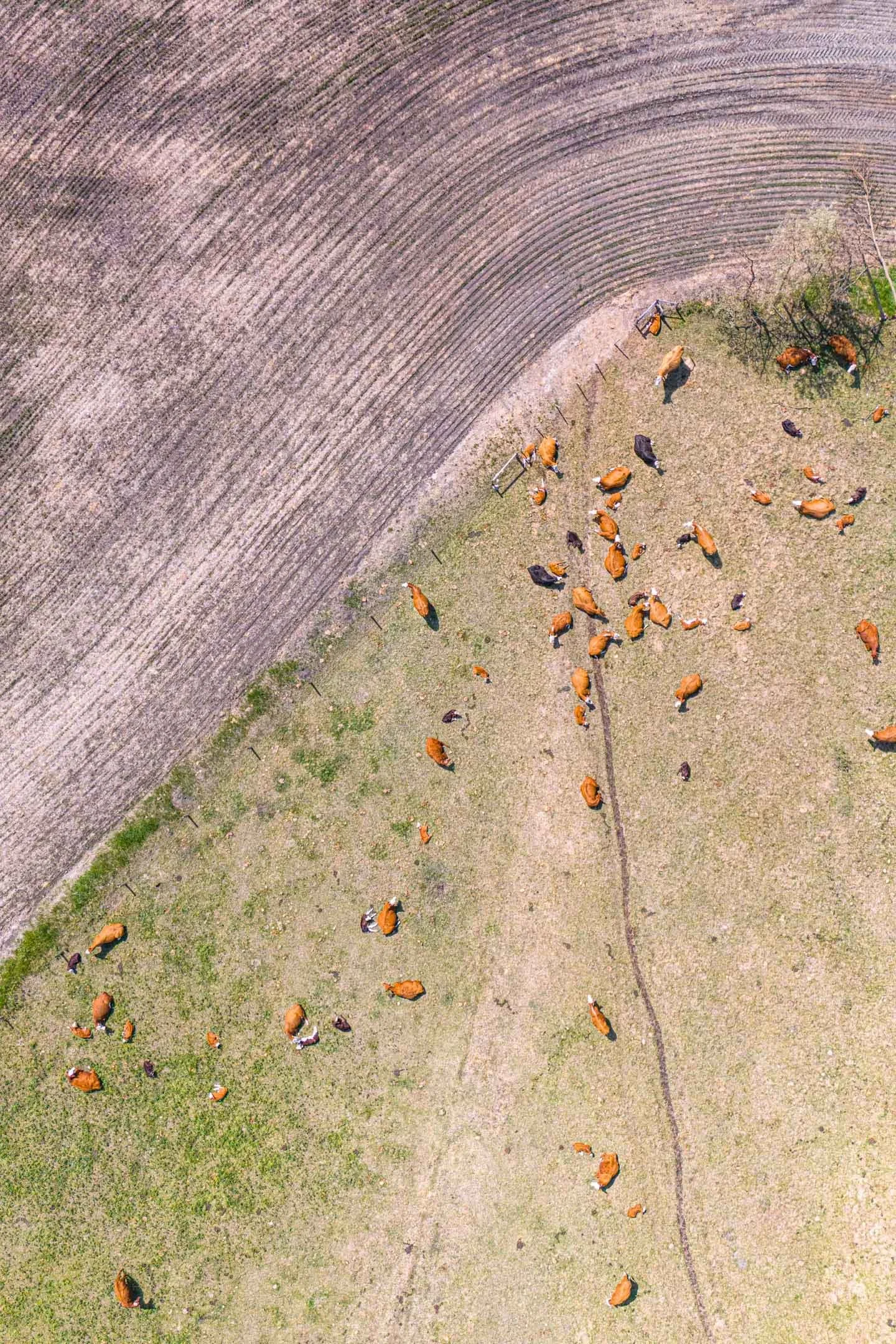 DJI_20240602113307_0187_D.JPG
