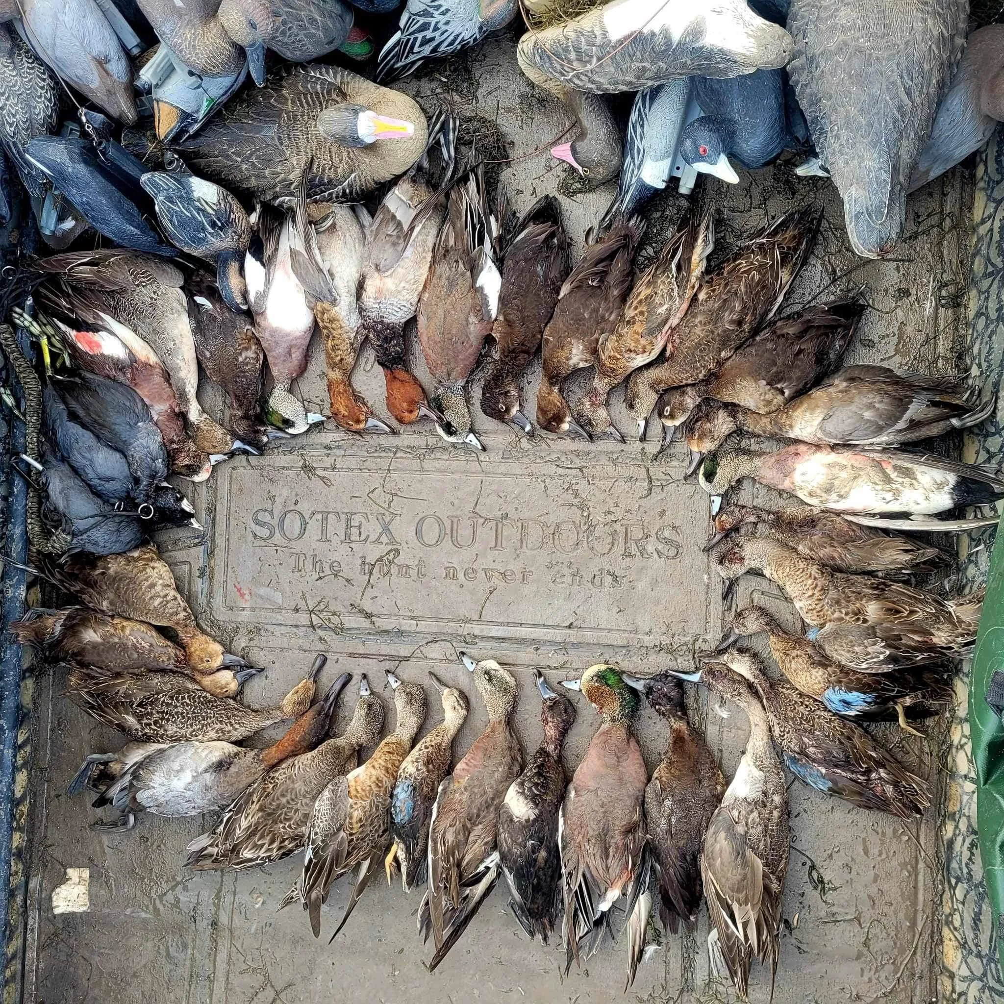 Many deceased ducks arranged in a circle around a stone with the inscription 'SOTEX OUTDOORS The Gun never fails'.