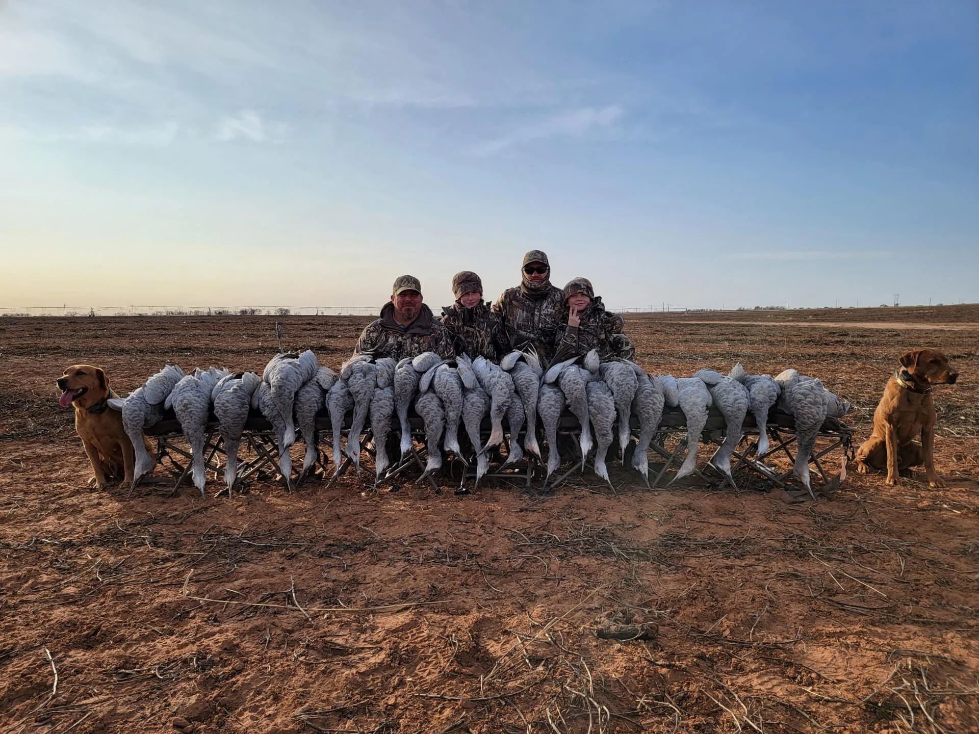 Four hunters posing with their turkey hunt, surrounded by multiple deceased turkeys, two dogs on either side, on a dirt field under a clear sky.
