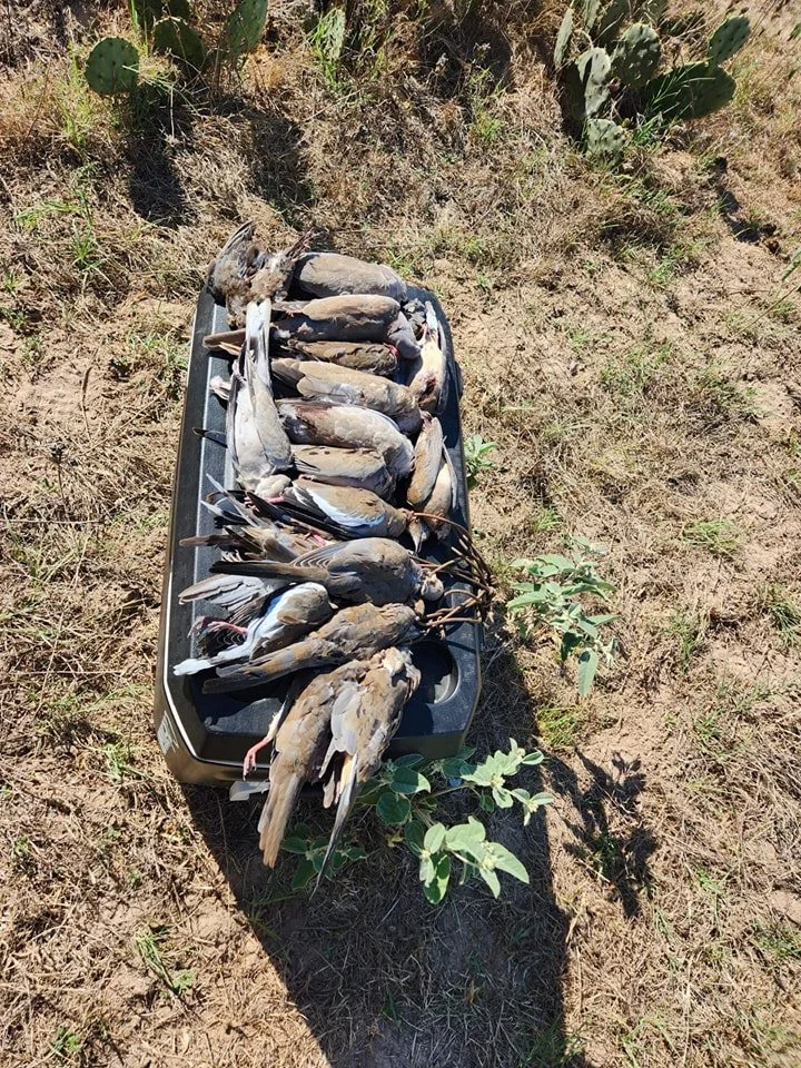 SOTEX DOVE.jpg