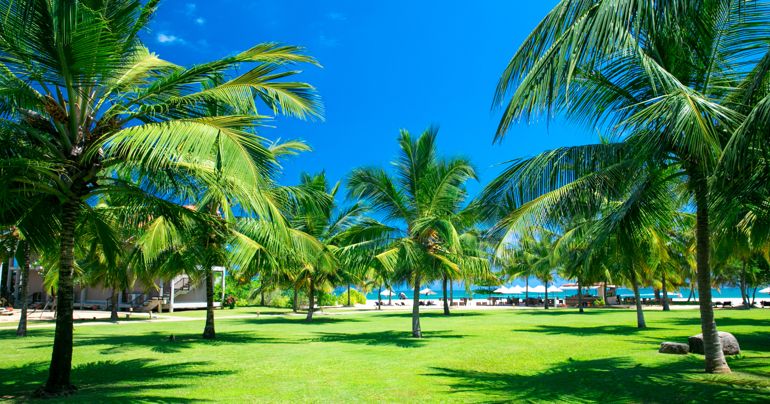 A tropical scene with numerous palm trees, a grassy area, and a view of the ocean with lounge chairs and umbrellas in the background.