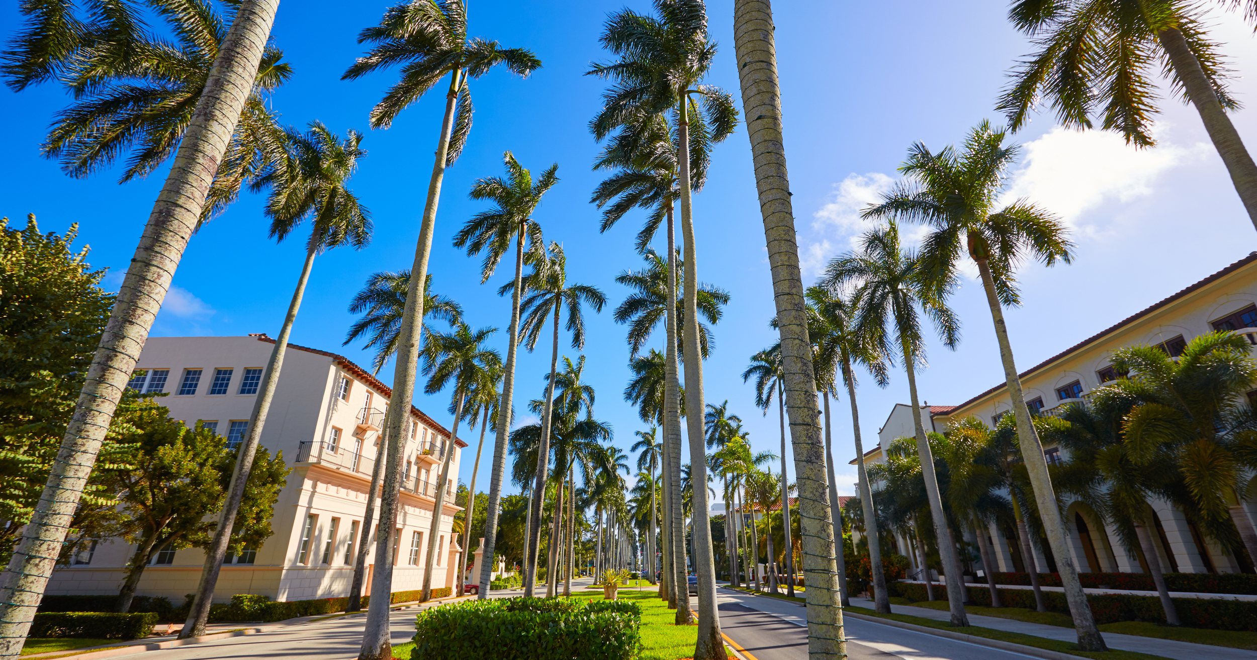 A clear blue sky with tall palm trees lining a street in a neighborhood of Mediterranean-style houses with white walls and red tile roofs.