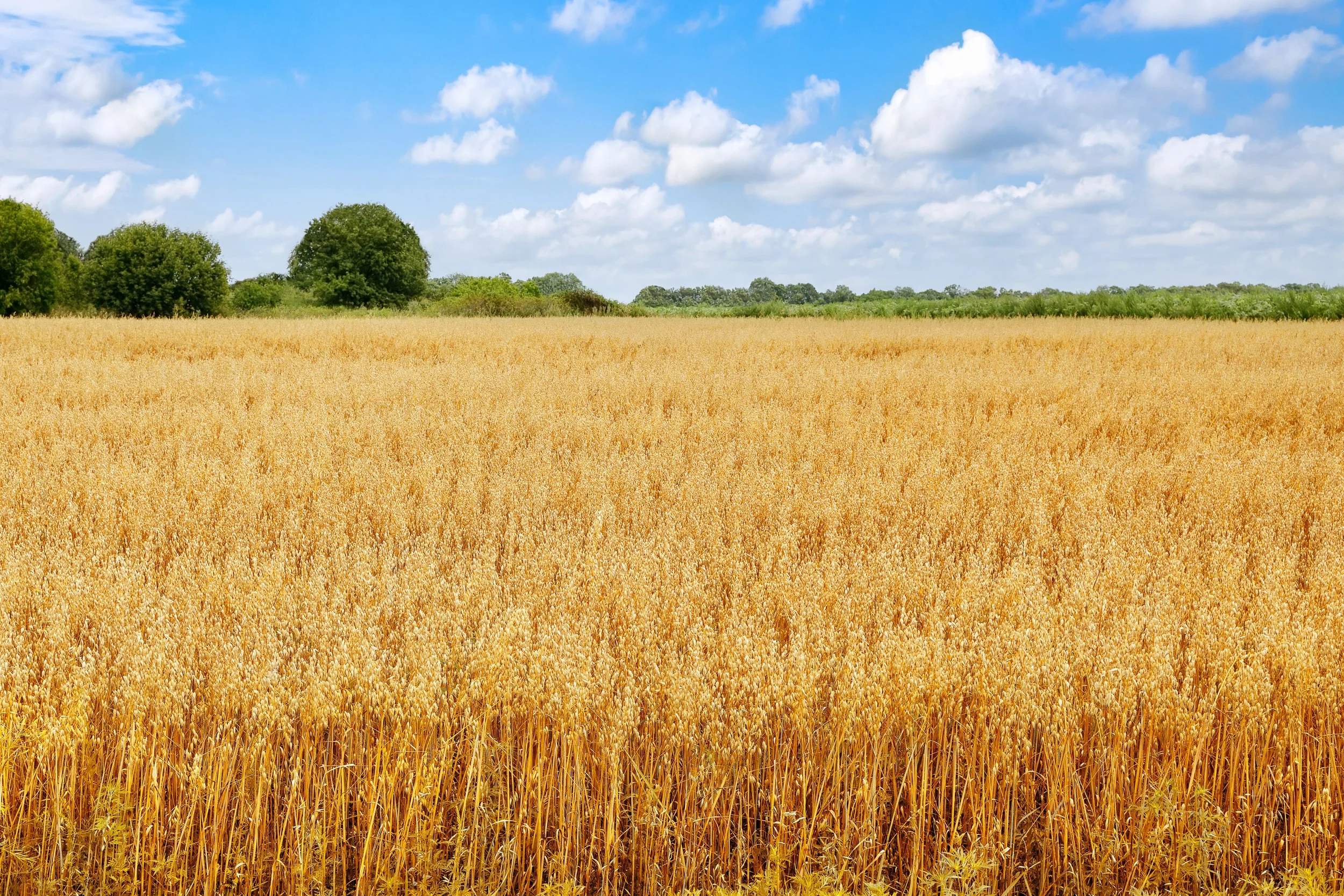Grains: From Gut Damage to Nourishment