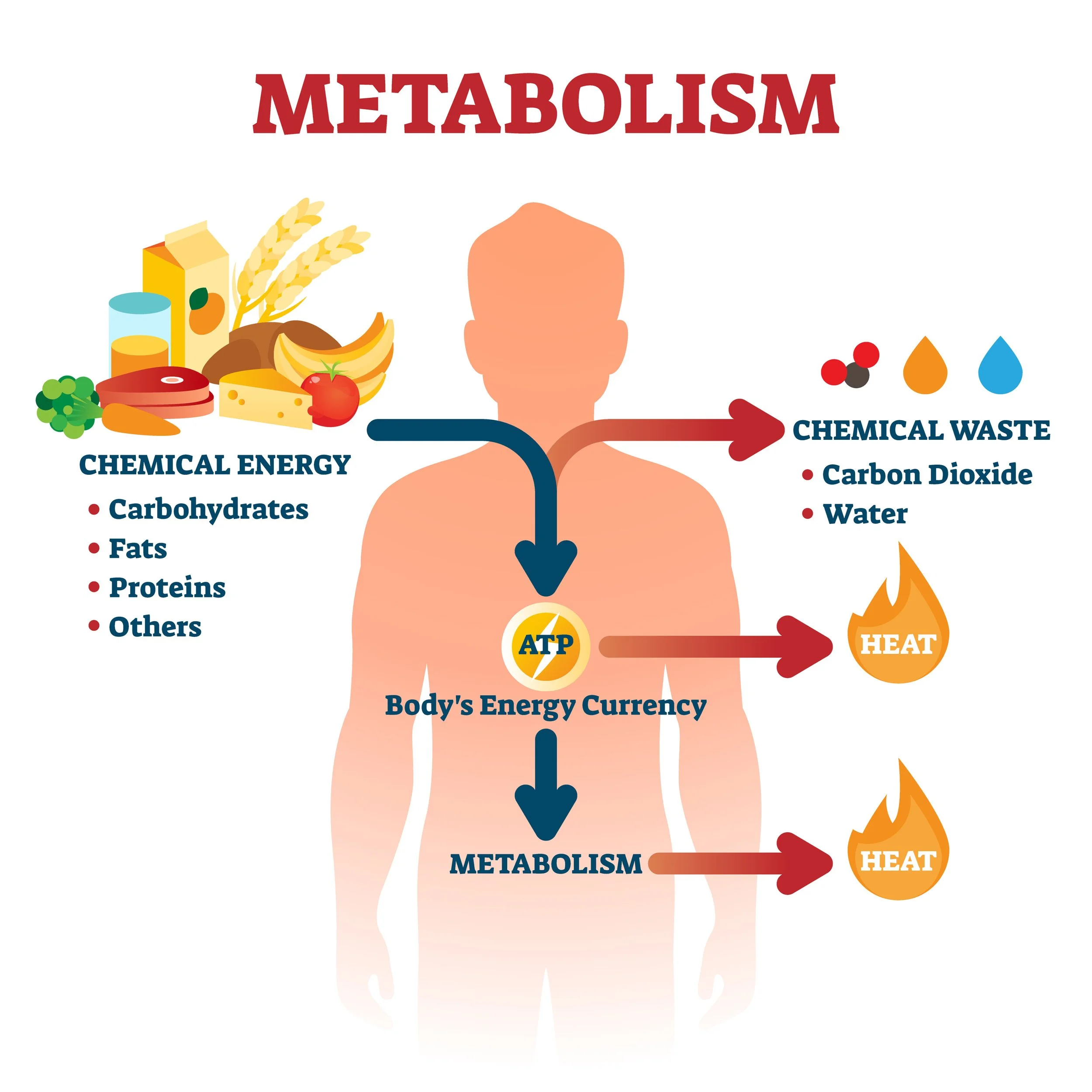 Why Eating More Might Be the Best Thing You Can Do for Your Metabolism