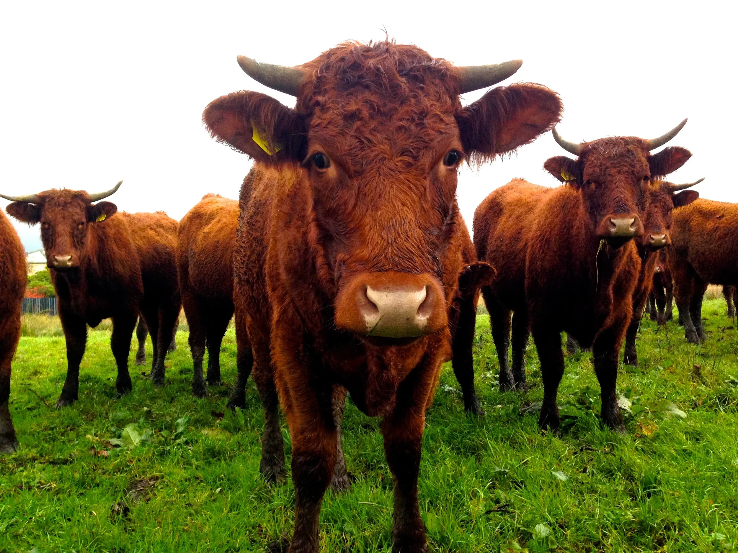 Grass-Fed Cows Restore Soil and Rebuild the Land