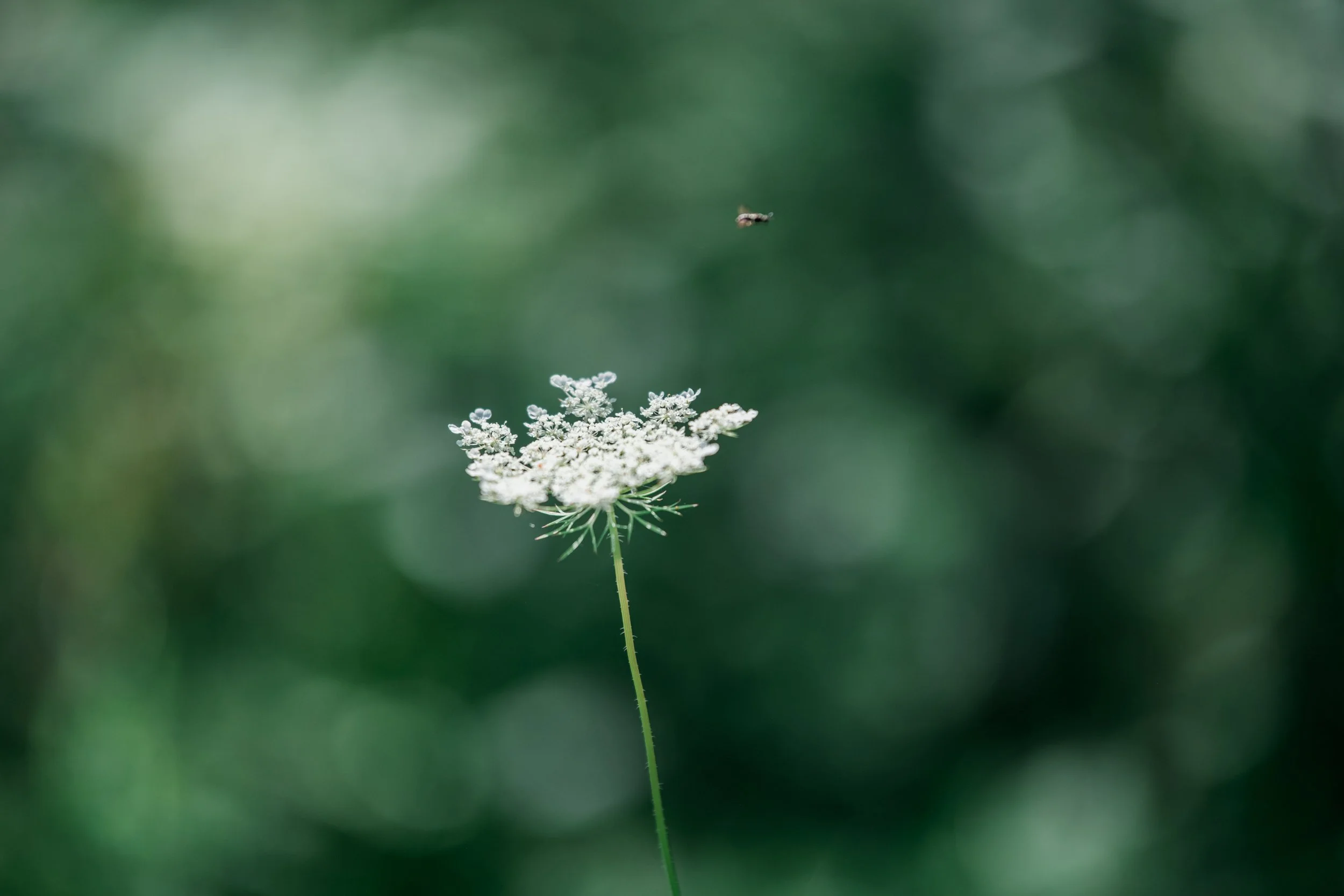 Close-up of a plant with a small bee flying above it against a soft green background