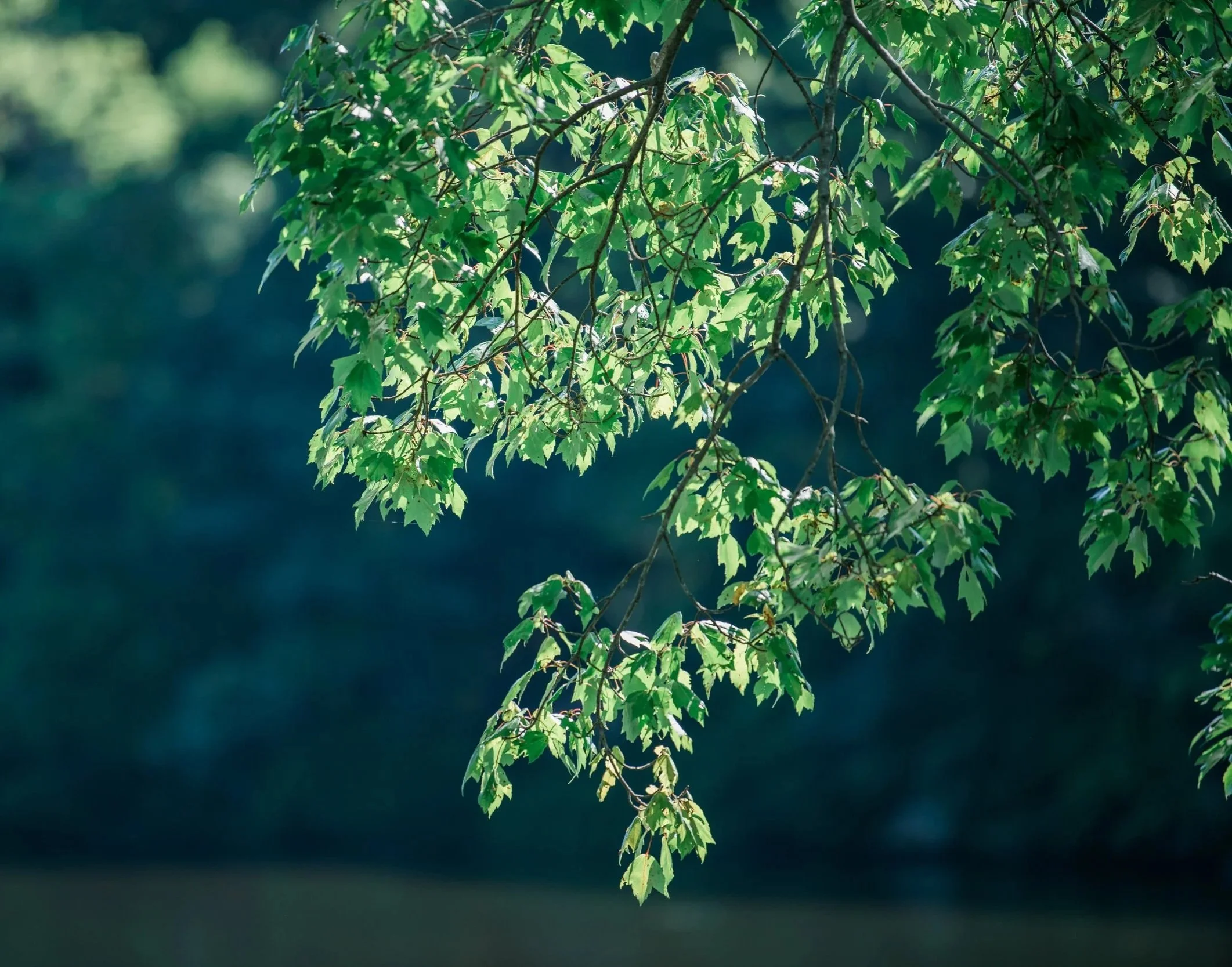 Green tree leaves in soft focus hanging into the corner of the frame