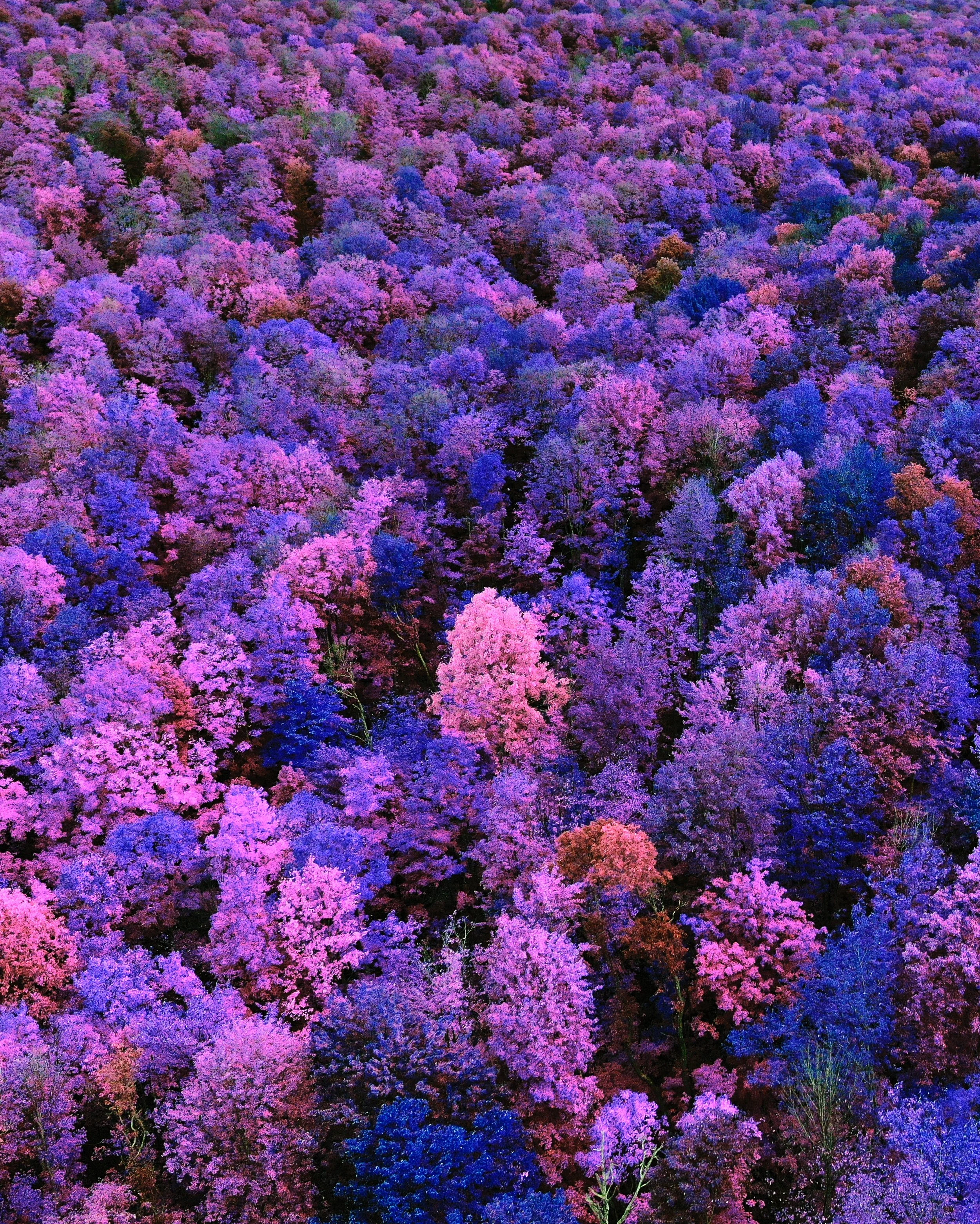 Northern Michigan Fall Colors - Hue Shifted - 2021