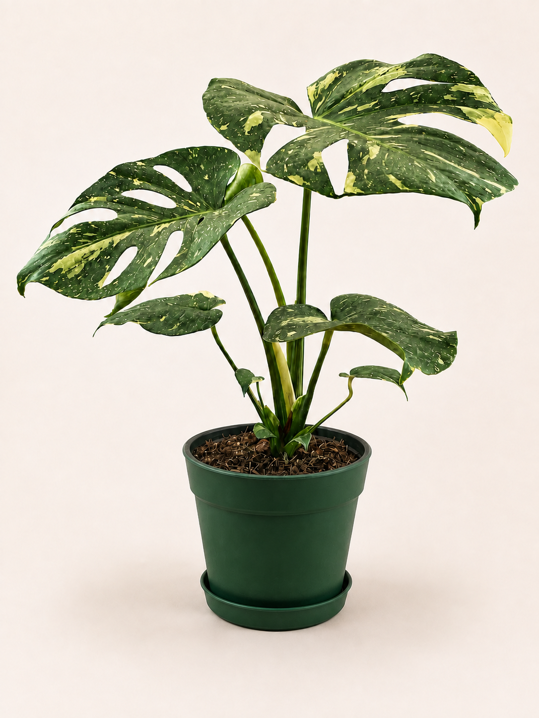 Monstera Thai Constellation