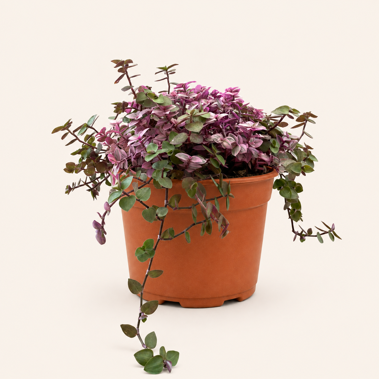 37c9a723-167d-48f0-8407-9abcc5cefdcf.png