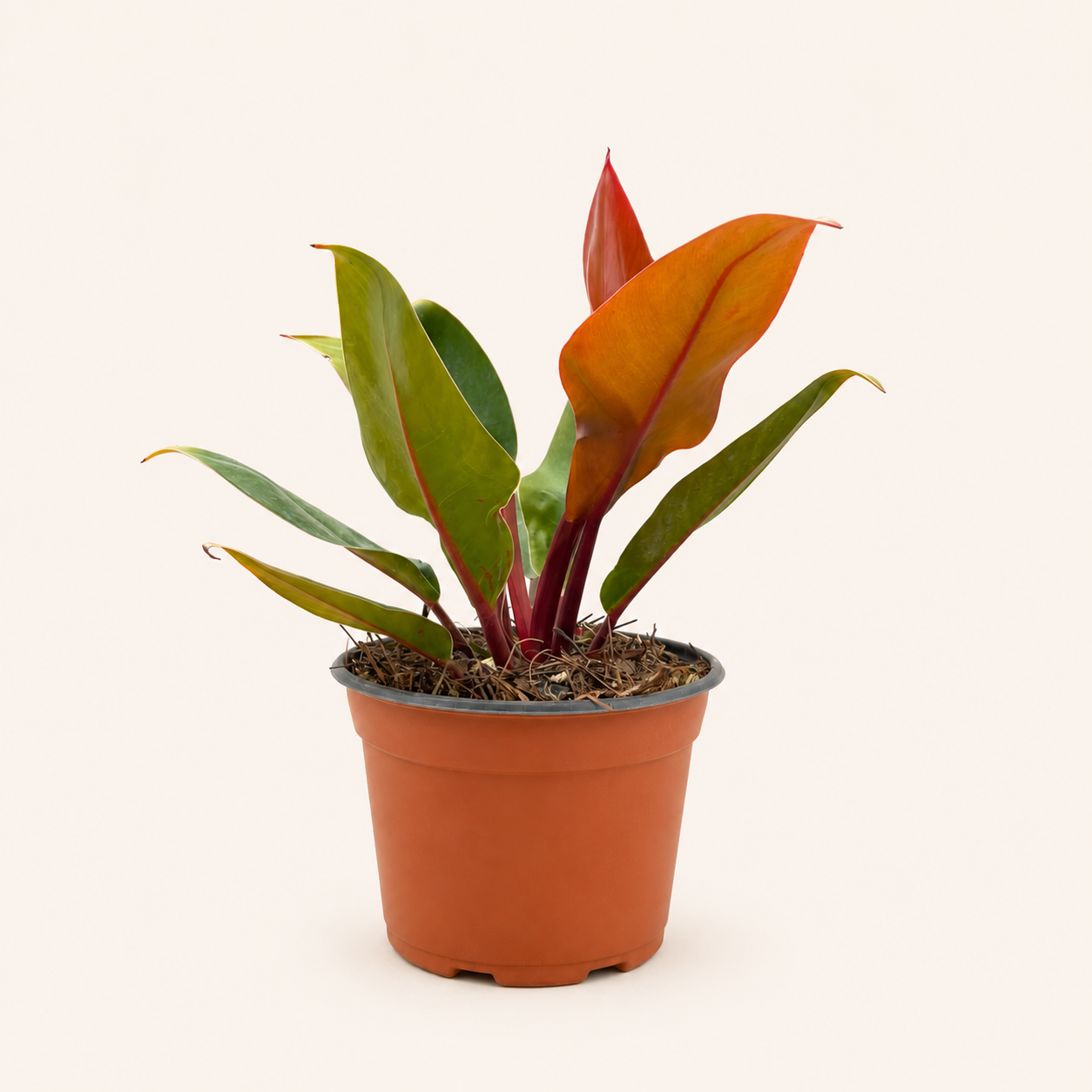 Filodendro Prince of Orange