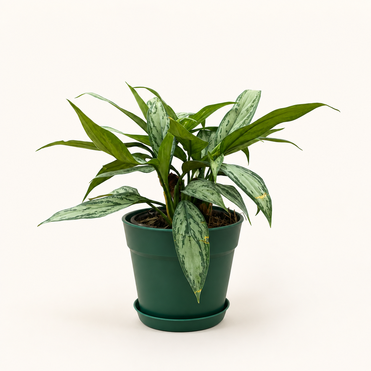 Aglaonema Silver Queen