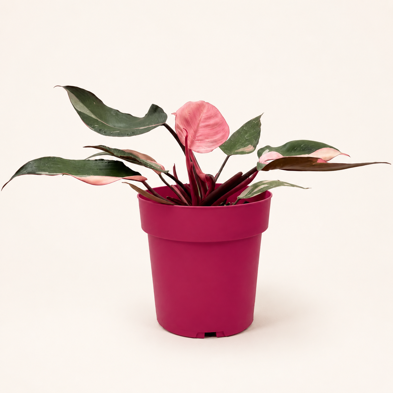 Filodendro Pink Princess