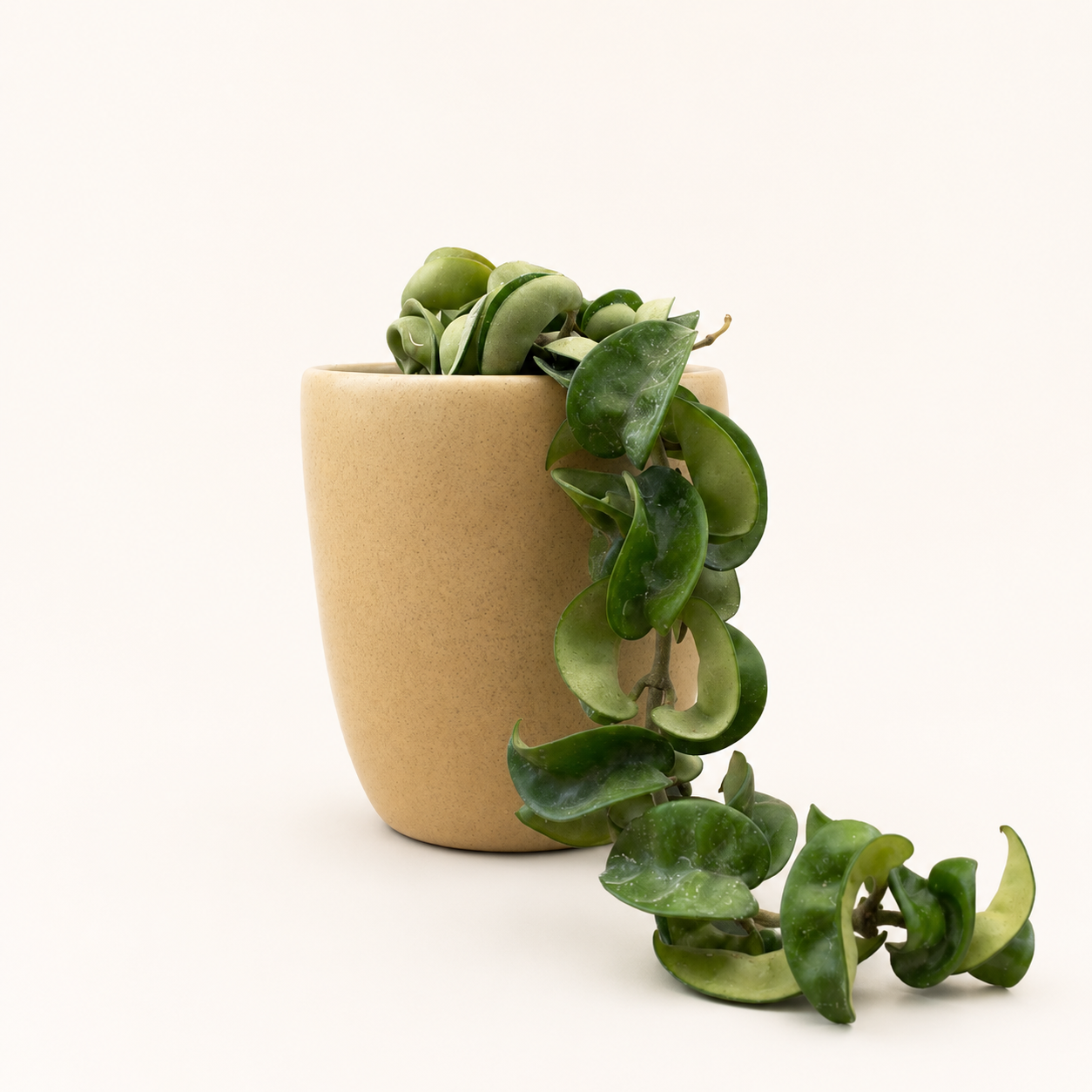 Hoya carnosa compacta