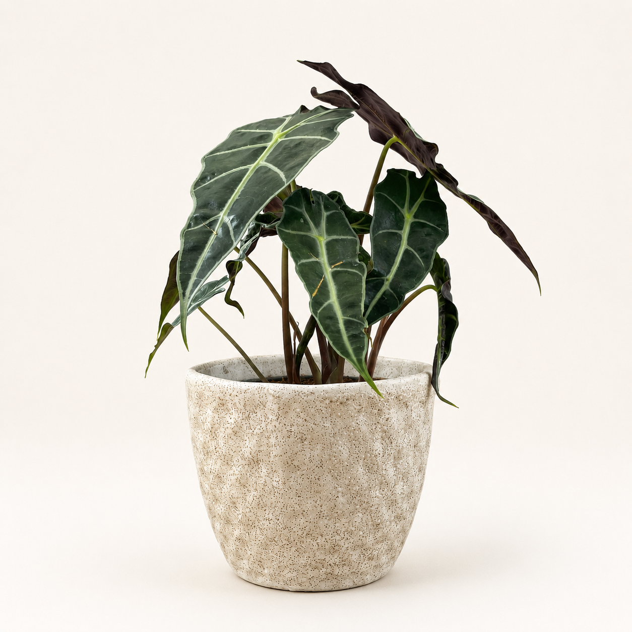 Alocasia amazónica