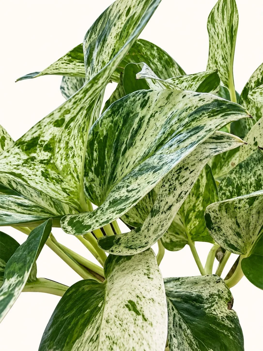 WhatsApp Image 2026-10-20 at 1.25.33 PM44.jpeg
