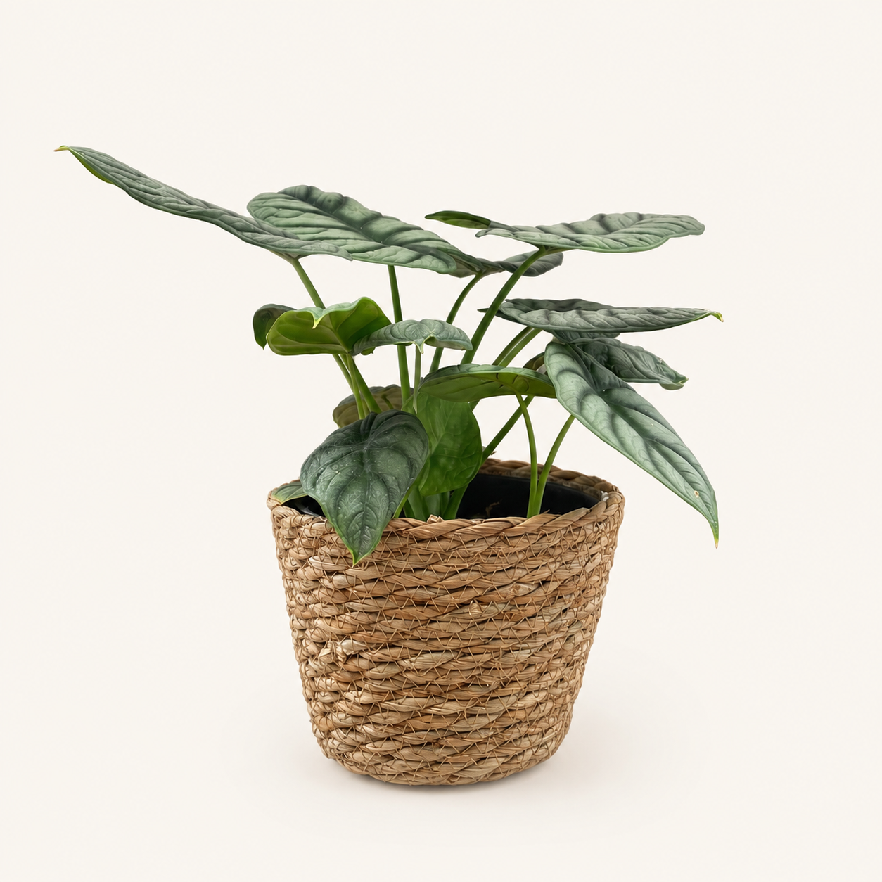 ee36f7bc-85f6-40cd-920d-afa401f4c4dc.png