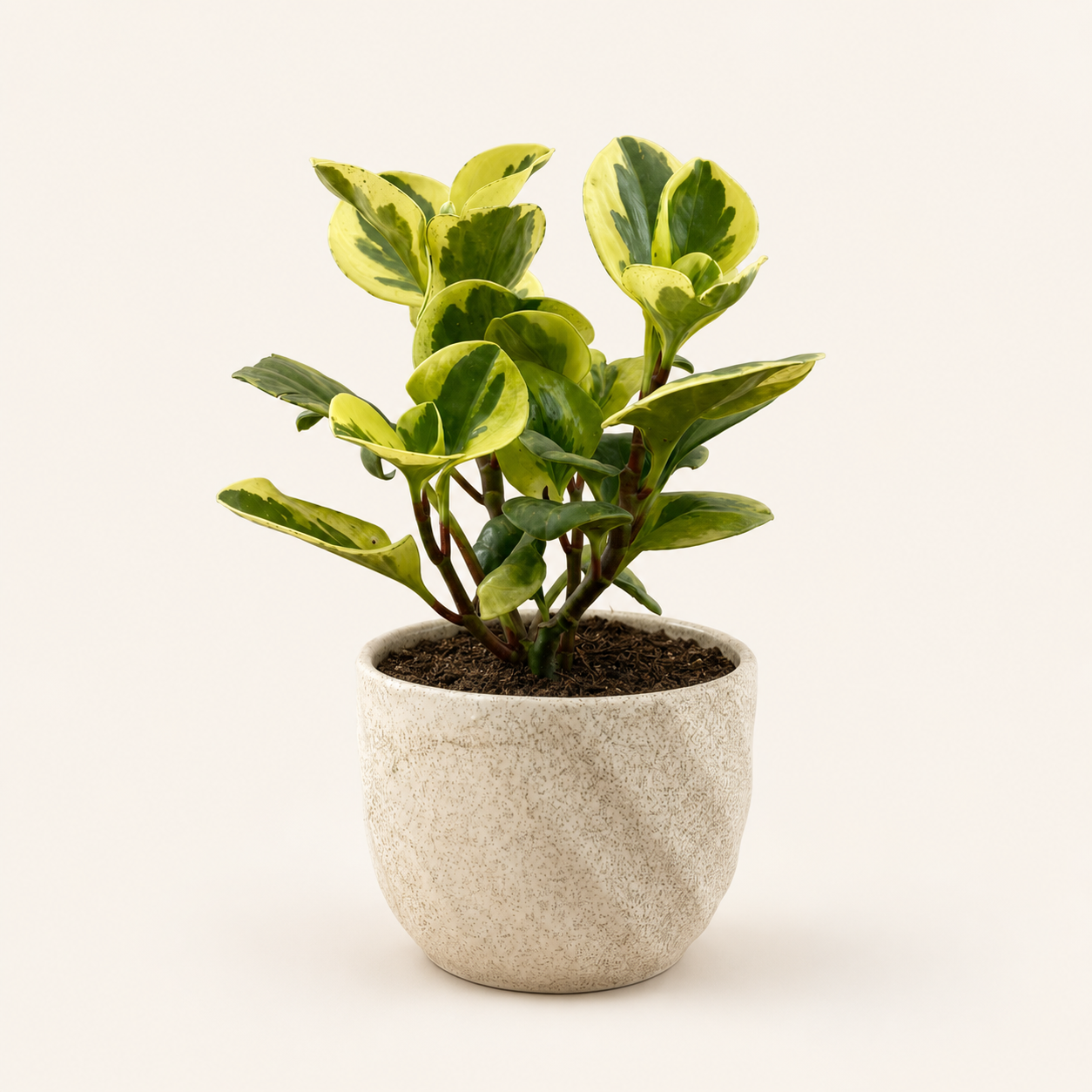 Peperomia variegada