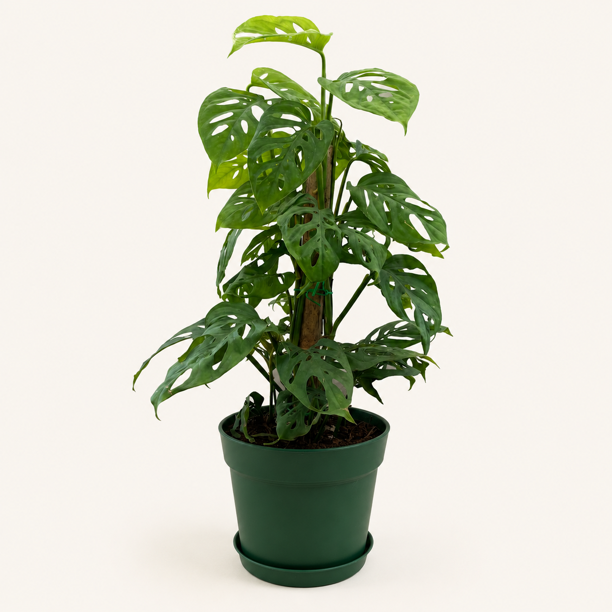 Monstera adansonii