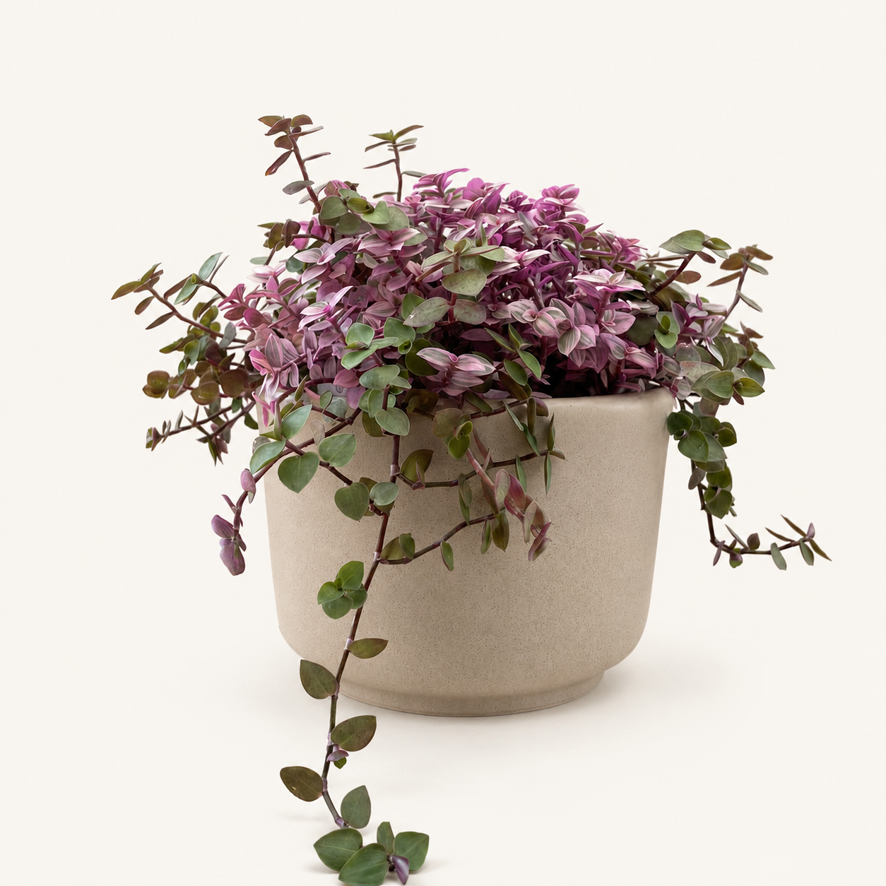 Callisia Repens