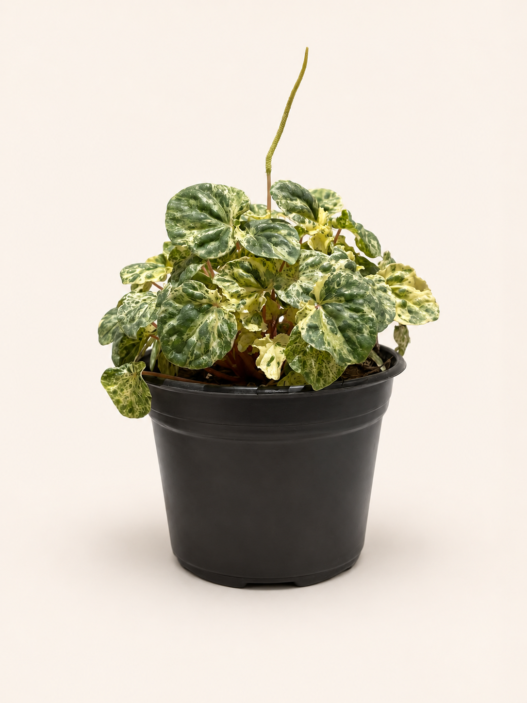 Peperomia Cáscara de Nuez Variegada