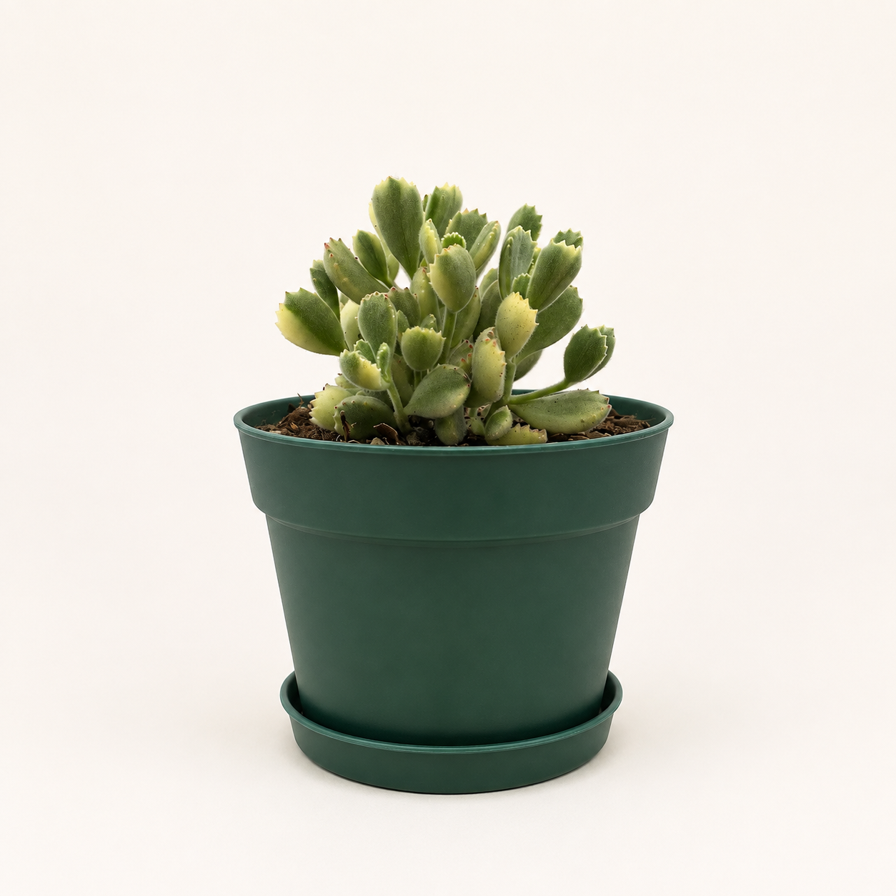 Garrita de oso variegada