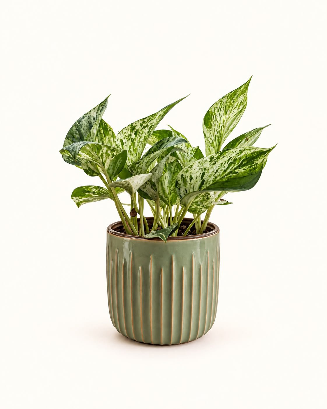 Potos variegado