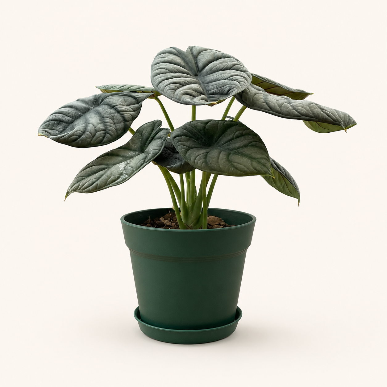 Alocasia Silver Dragon