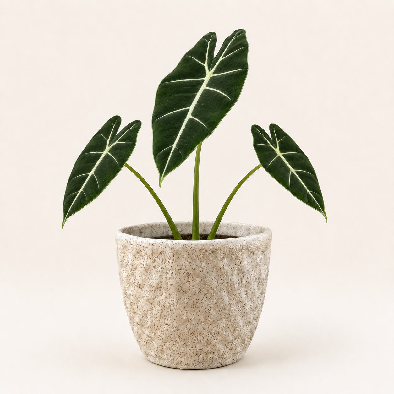 Alocasia Frydek