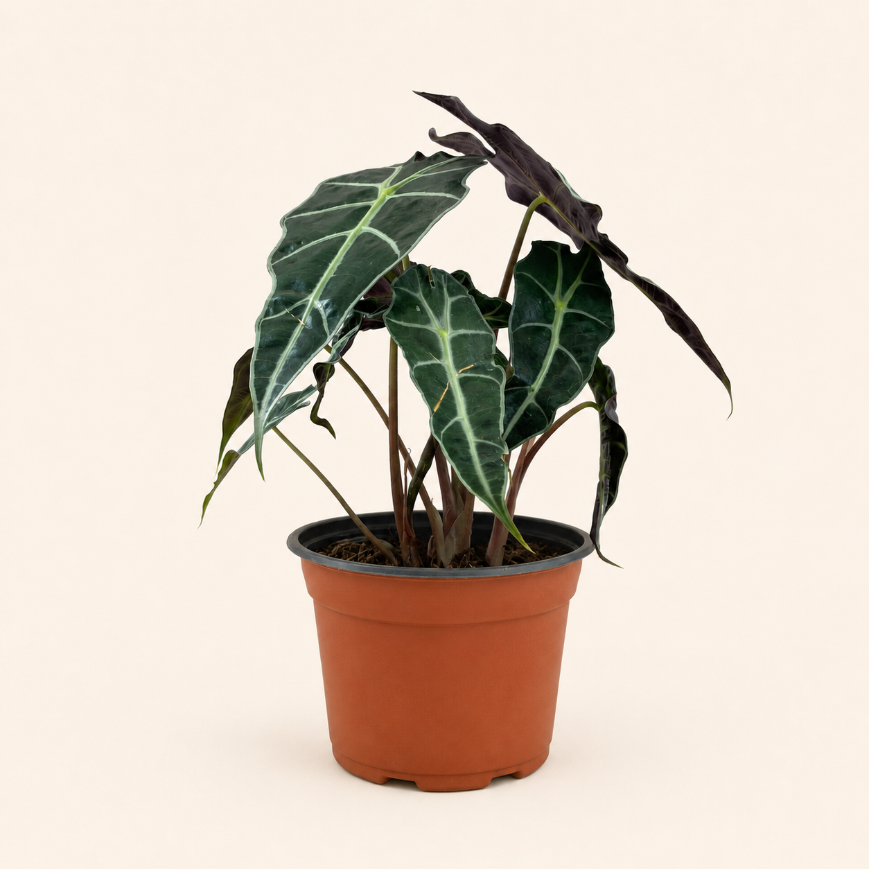 acbfae79-9f59-436d-a77f-ae46902e9a48.png