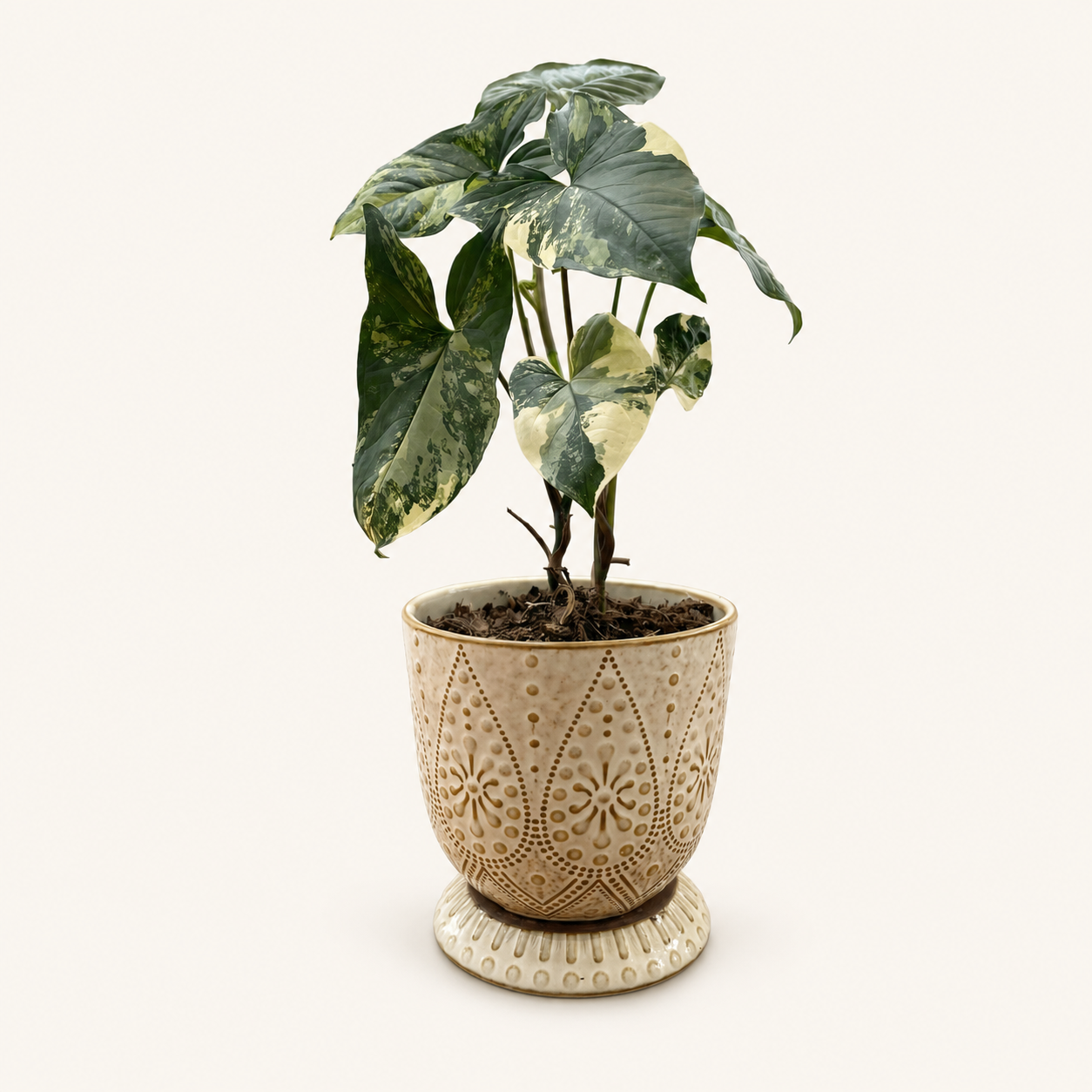 Singonio variegado