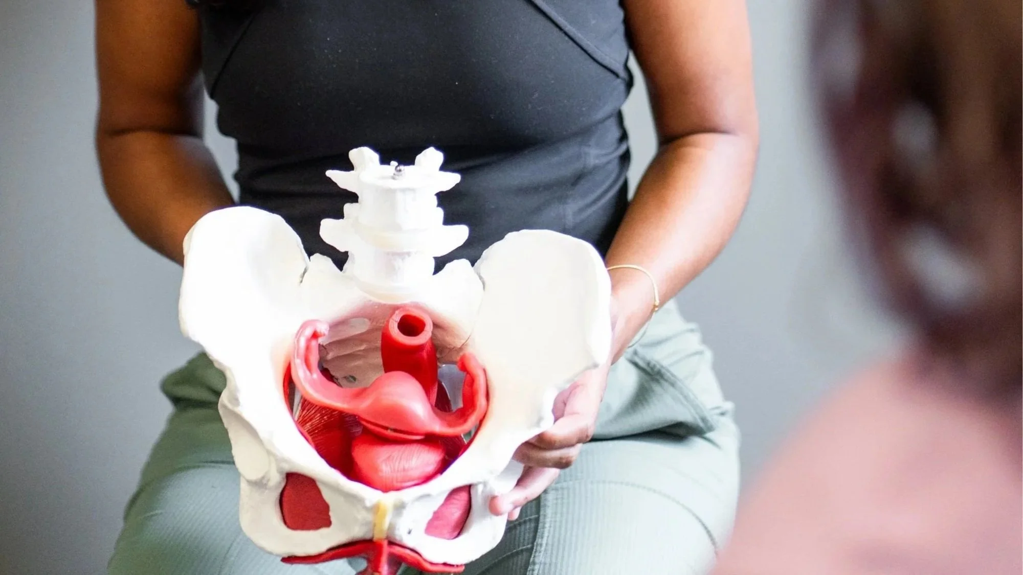 Person holding an anatomical human pelvis model with inner reproductive organs visible.