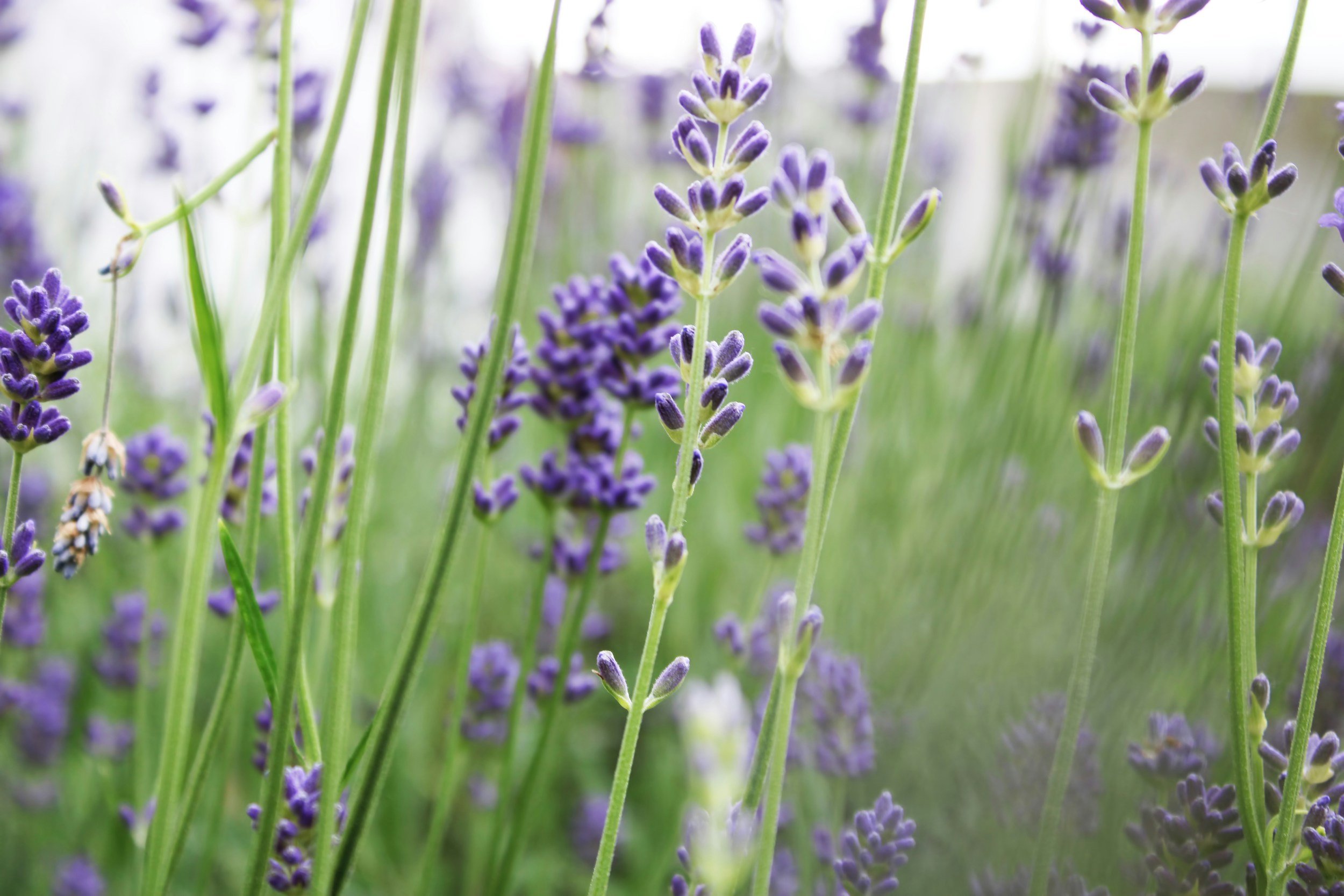 Purple flowers in soft natural light