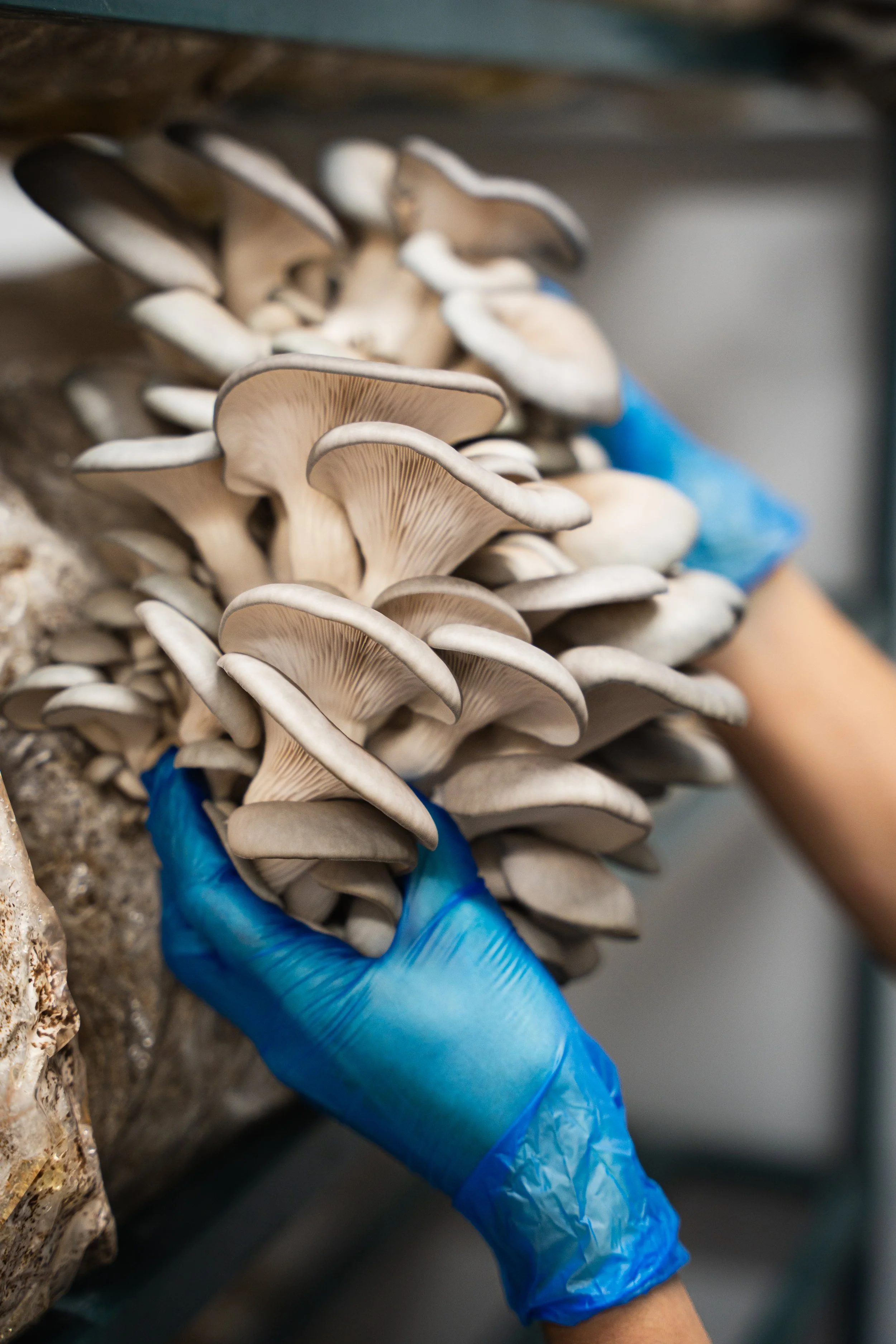 Fresh oyster mushrooms harvested at a commercial mushroom growing facility, with a blue-gloved worker hand-picking a dense cluster from the substrate block during peak fruiting.