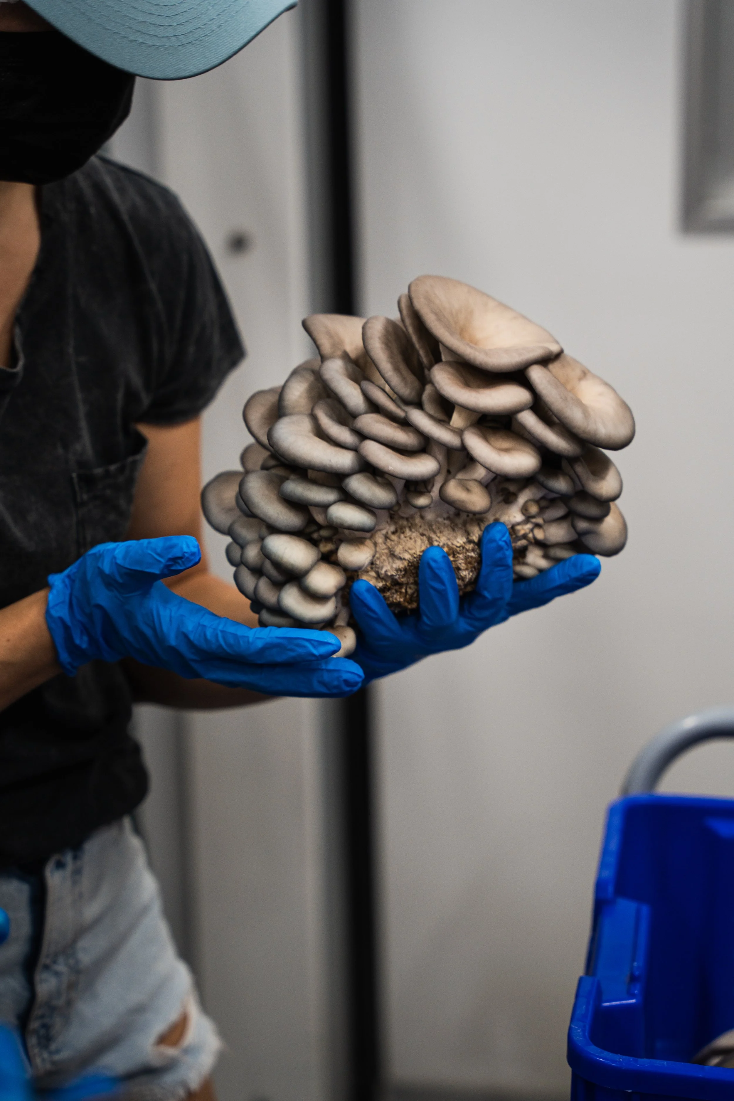 oyster-mushroom-cluster-hand-harvested.jpg