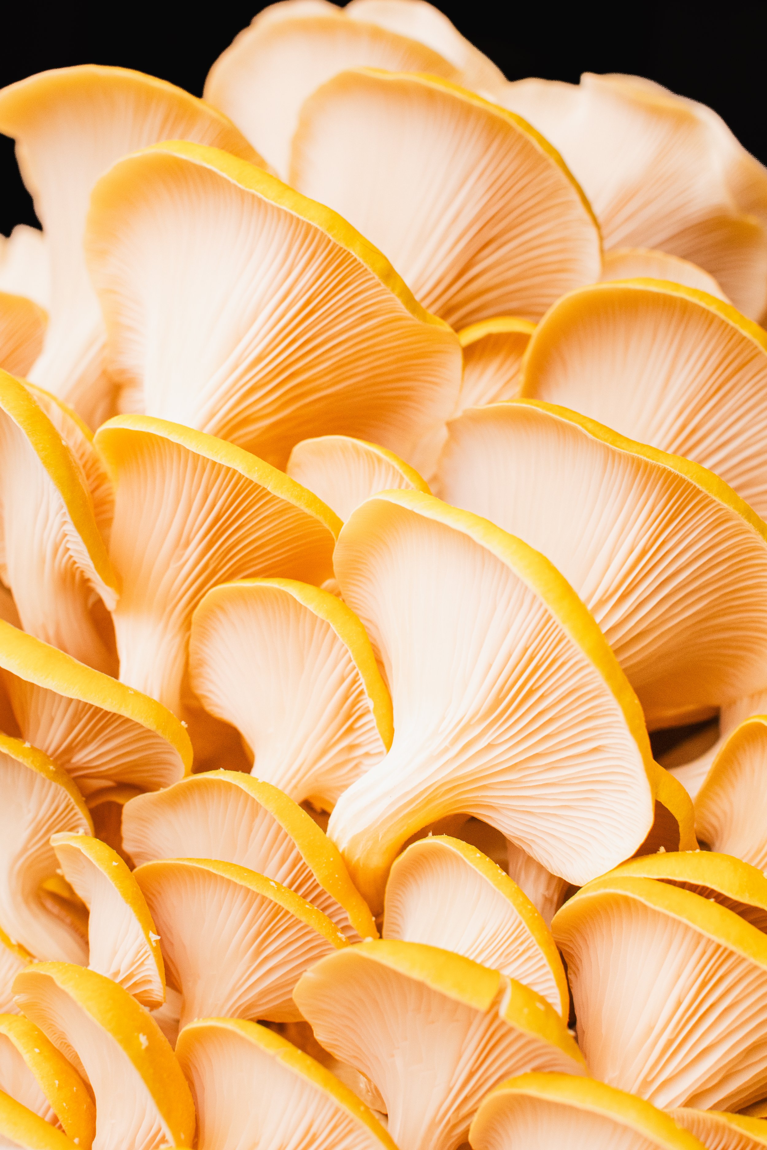 Backlit golden oyster mushroom gills in close-up detail