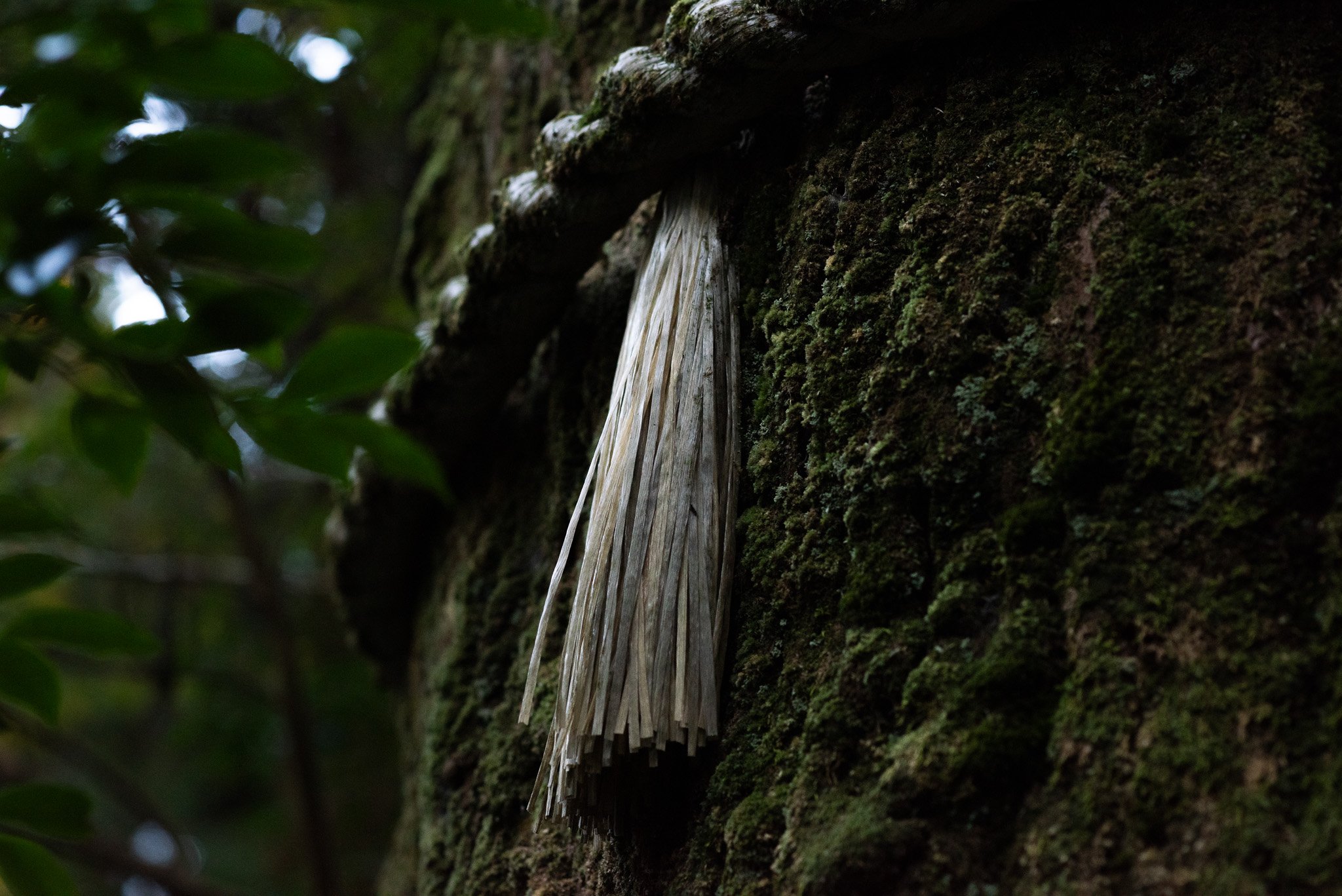 _DSC8131.jpg