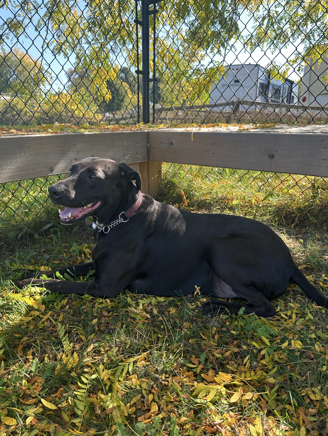 A black dog with a red collar and chain lying on a bed of fallen yellow and green leaves, resting in a backyard with a chain-link fence and trees in the background.