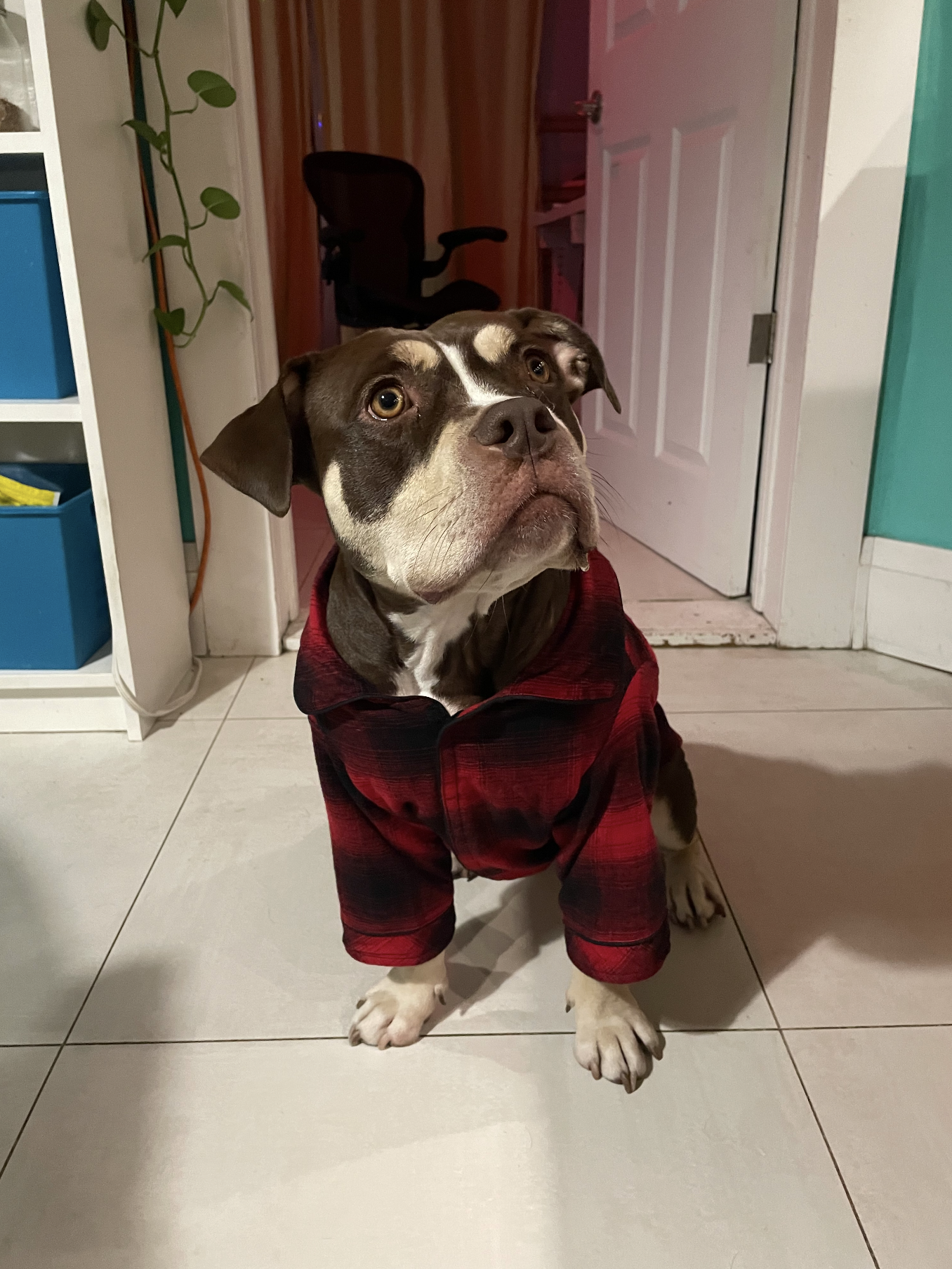 A dog wearing a red and black plaid jacket sitting on a tiled floor indoors, with a background showing a partially open door, a black office chair, a plant, and a white shelf.