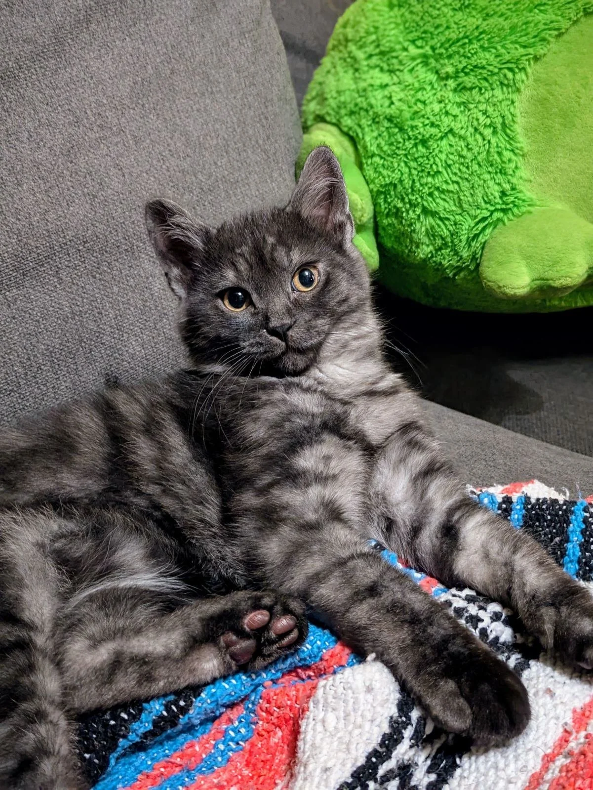 A gray tabby kitten with yellow eyes lying on a colorful woven blanket on a grey couch, with a fluffy green pillow in the background.