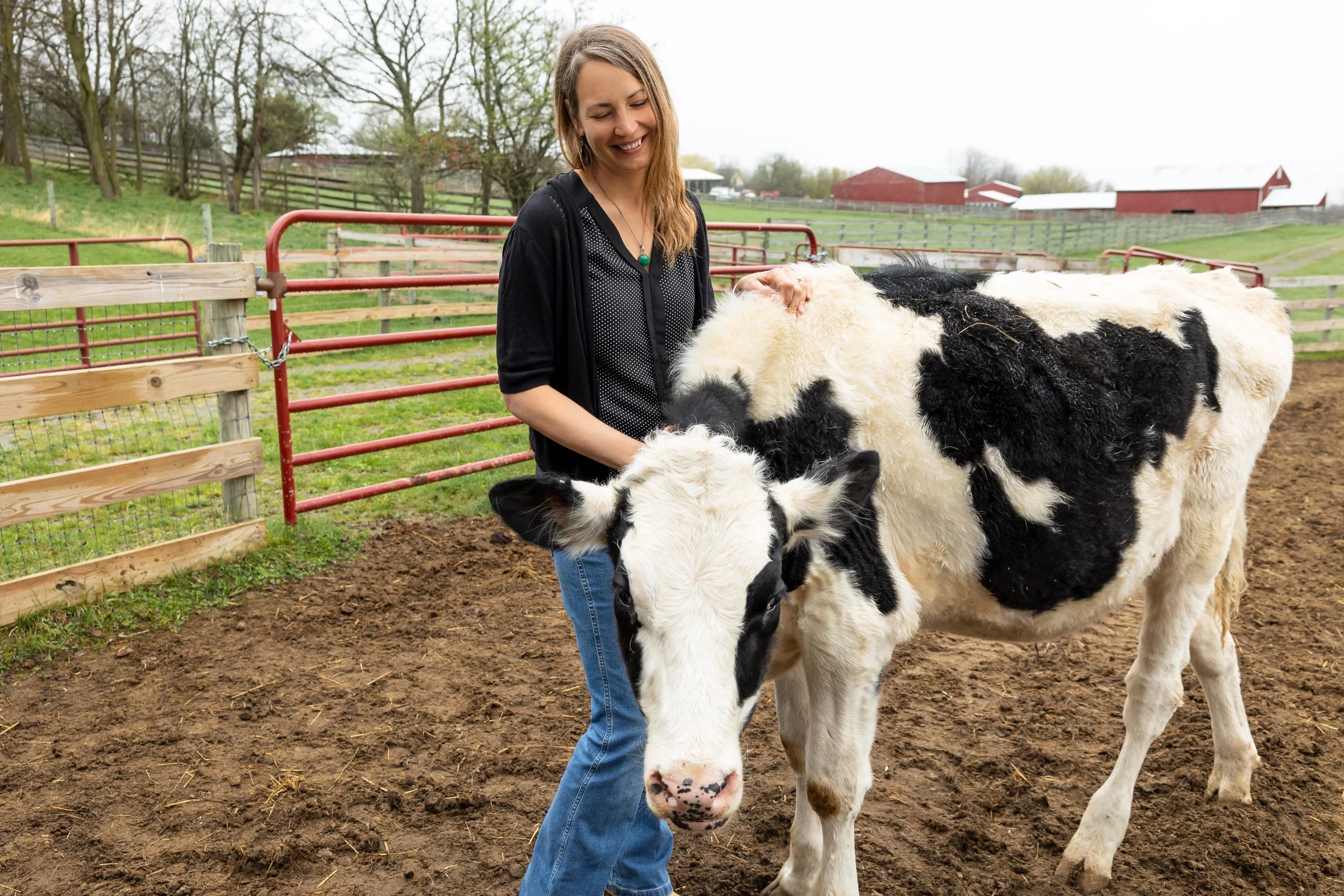 A woman with long blonde hair, wearing a black cardigan and blue jeans, is petting a black and white cow at a farm. The farm has a fenced area with red gates and barns in the background, with trees and cloudy sky.