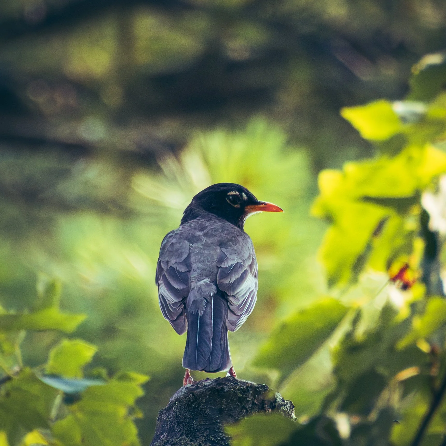 A bird perched on a rock surrounded by green leaves with a blurred background.