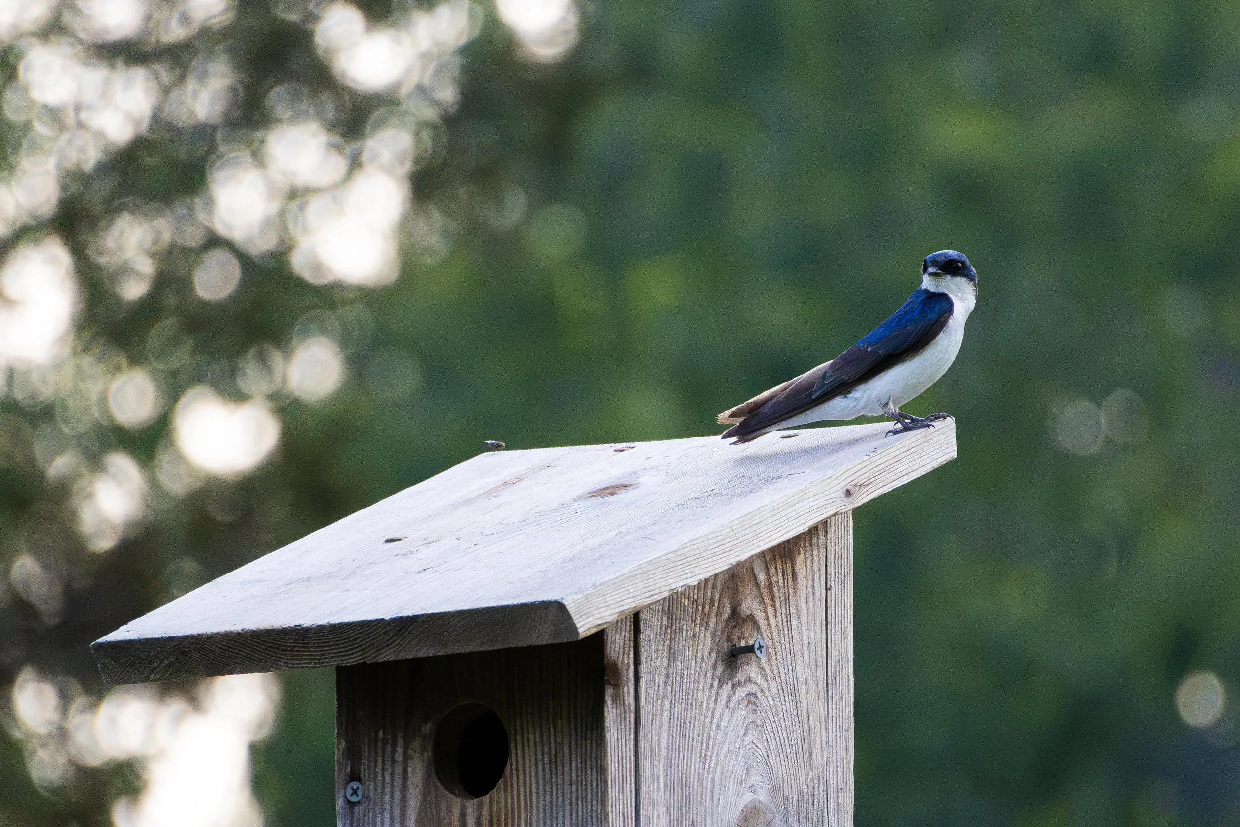 A blue and white bird perched on a wooden birdhouse against a blurred green background.