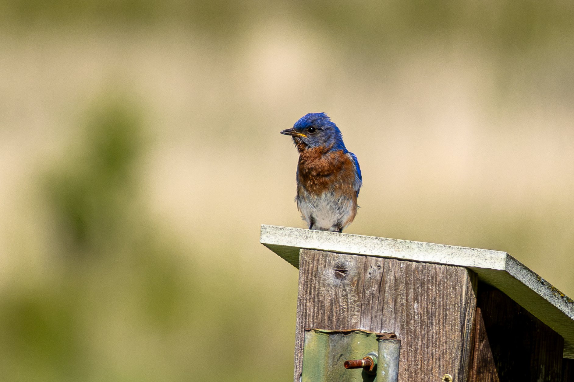 A small blue and brown bird perched on the edge of a wooden birdhouse against a blurred natural background.