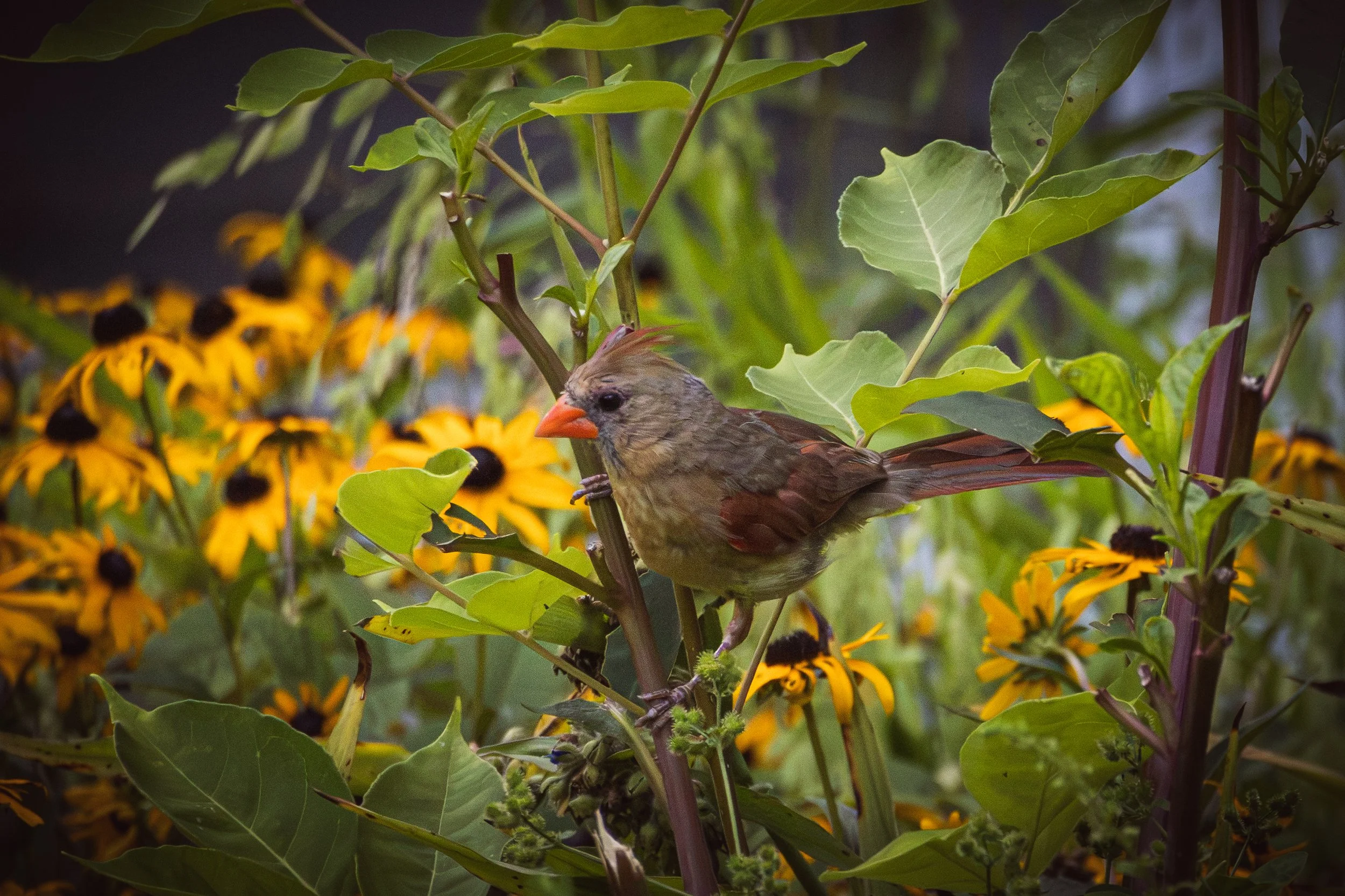 A small bird with a bright orange beak, brown and tan feathers, perched on a plant stalk among green leaves and yellow flowers with black centers.