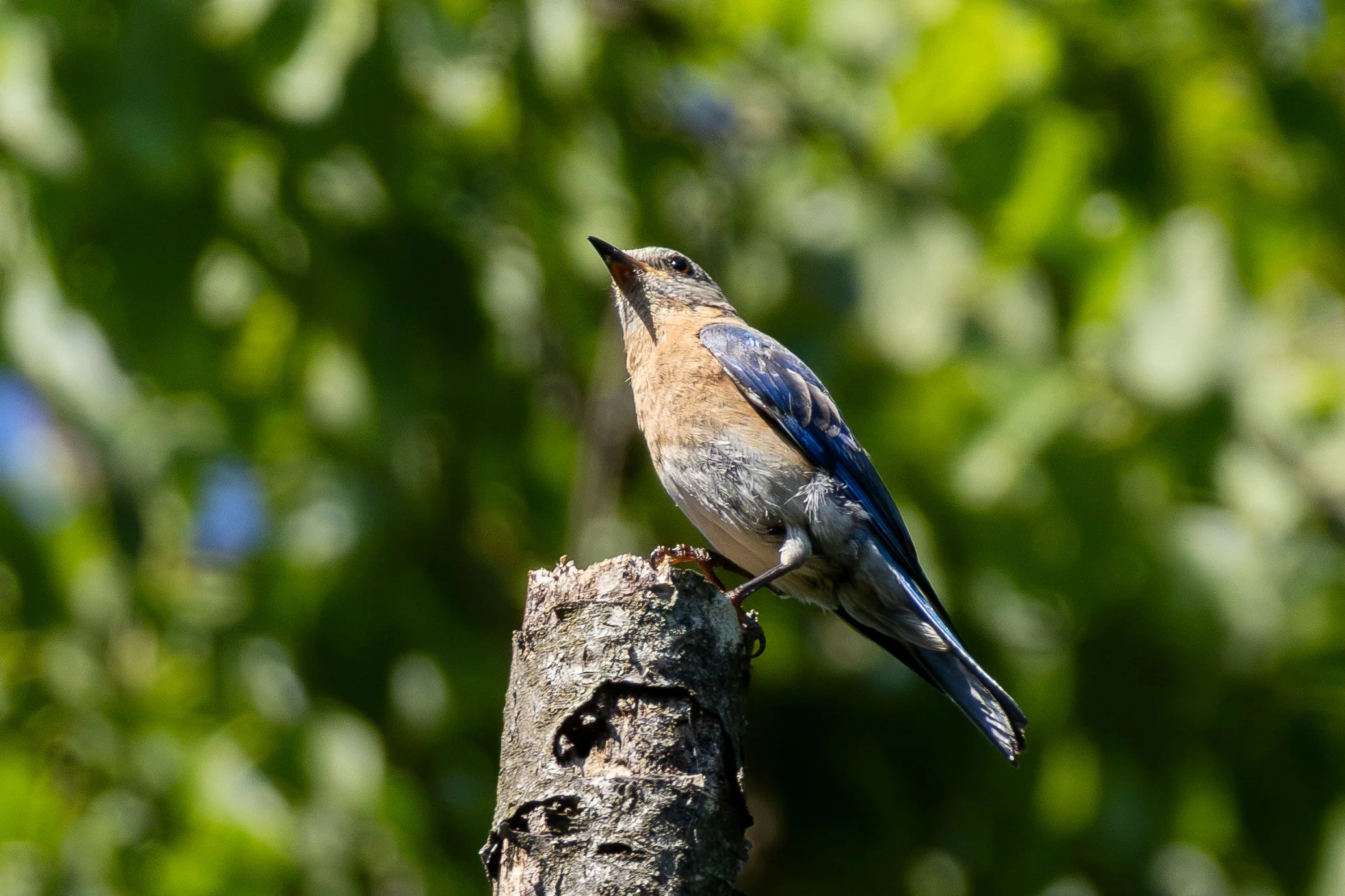A bird with a beige chest, blue wings, and a black beak perched on a tree branch in a green, blurred natural background.