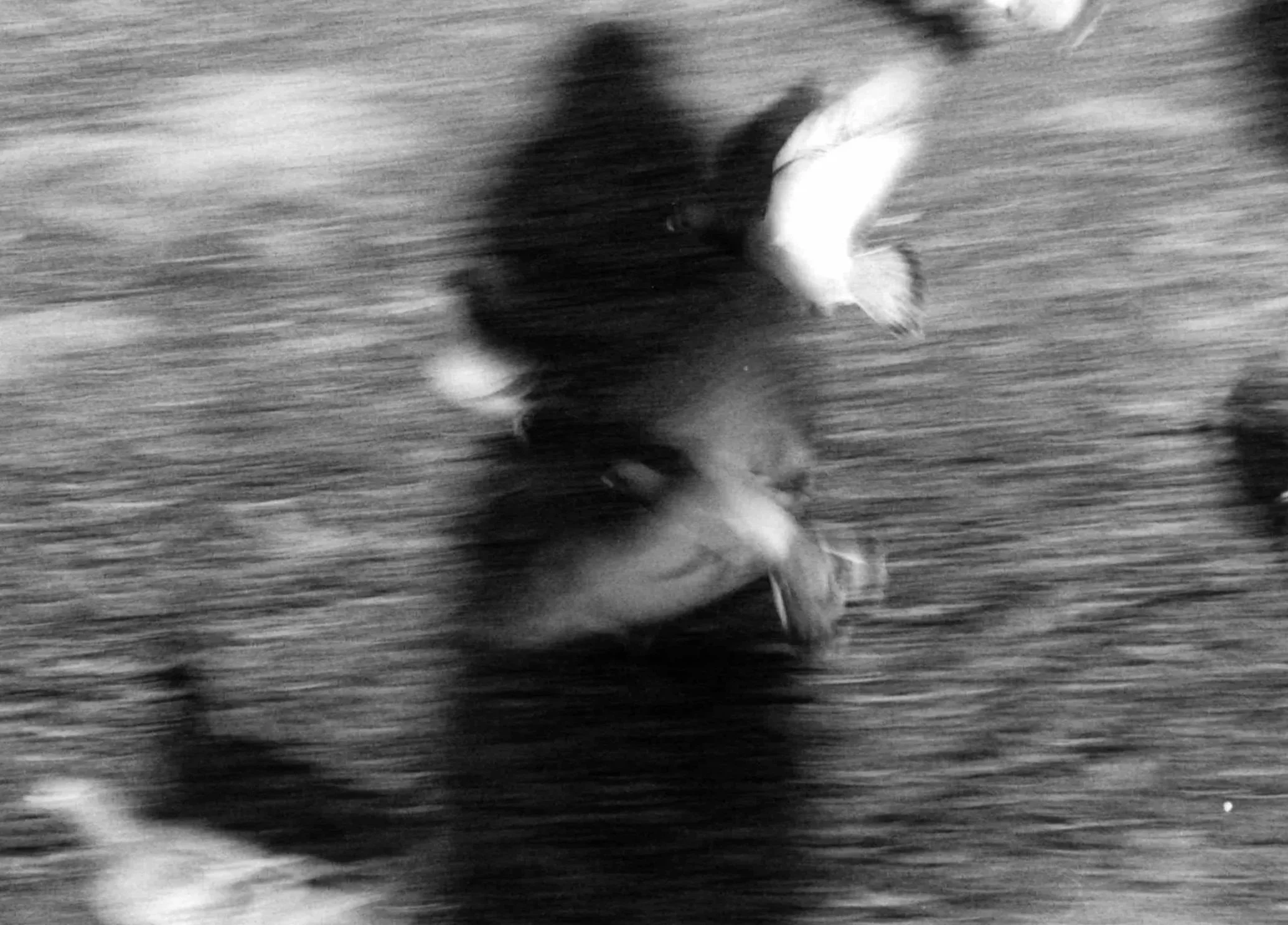 BirdAbstractColorNegative.jpg
