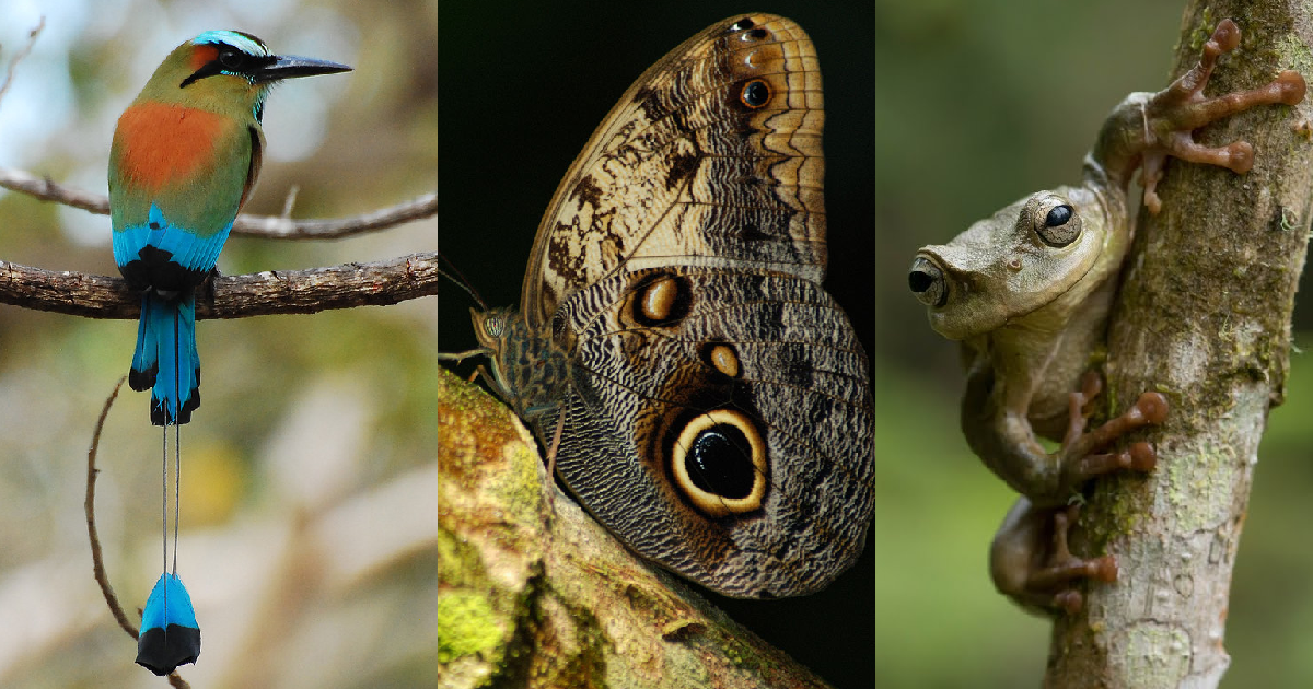 Beauty and Eco-Relationships in the Natural World of Central America